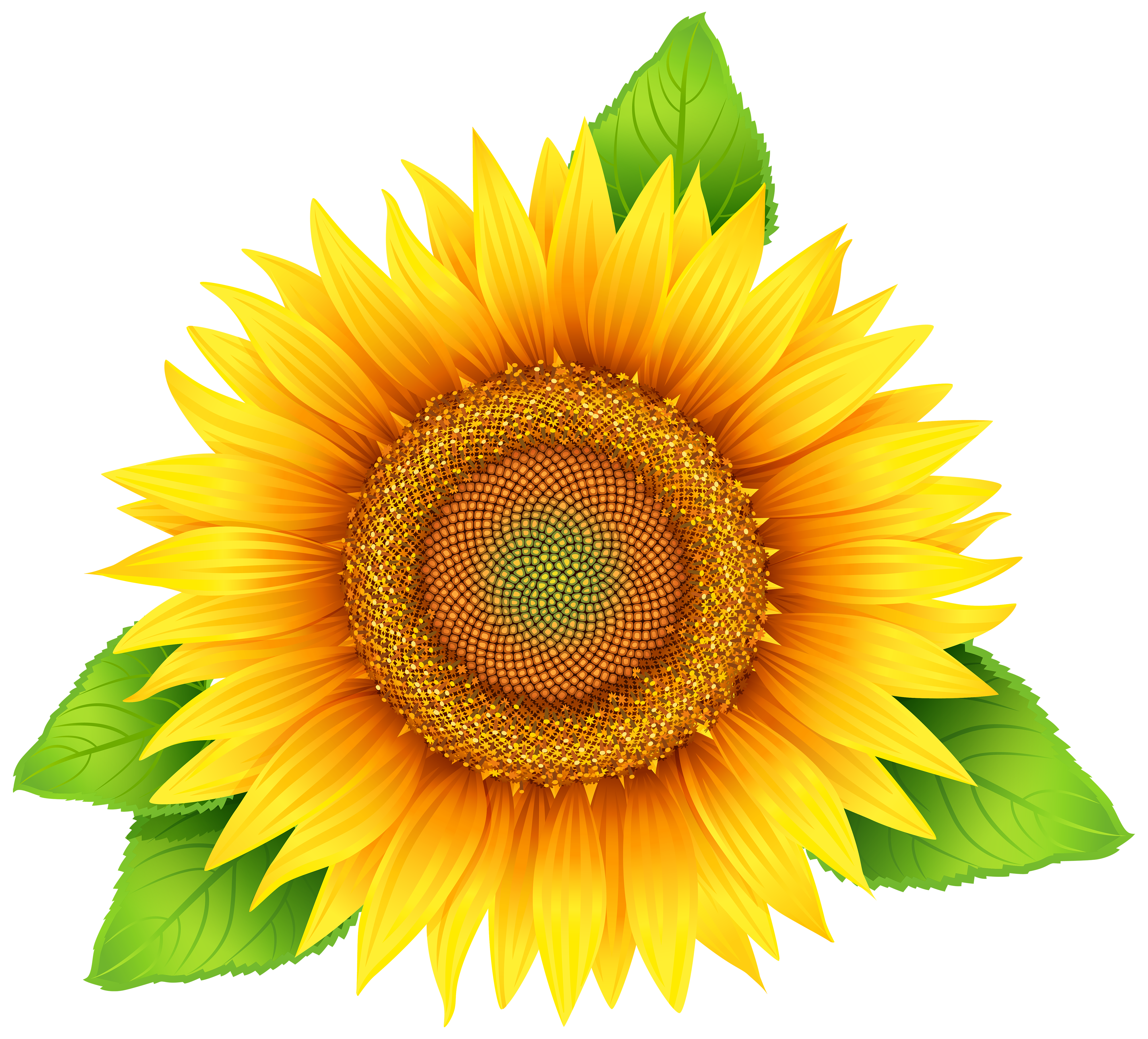 Free Free 206 Border Clipart Sunflower Png SVG PNG EPS DXF File