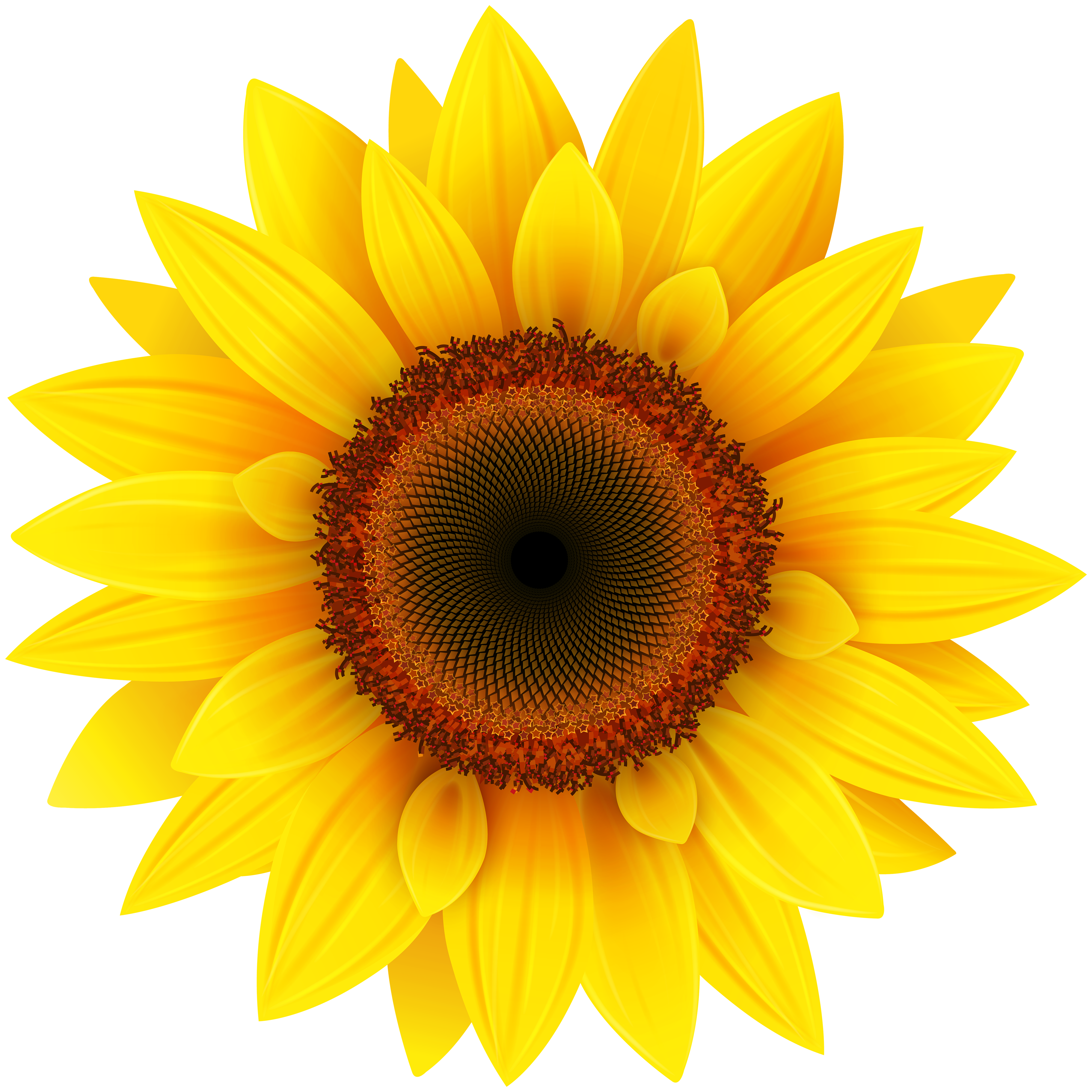 Sunflower PNG Clipart Picture | Gallery Yopriceville - High-Quality