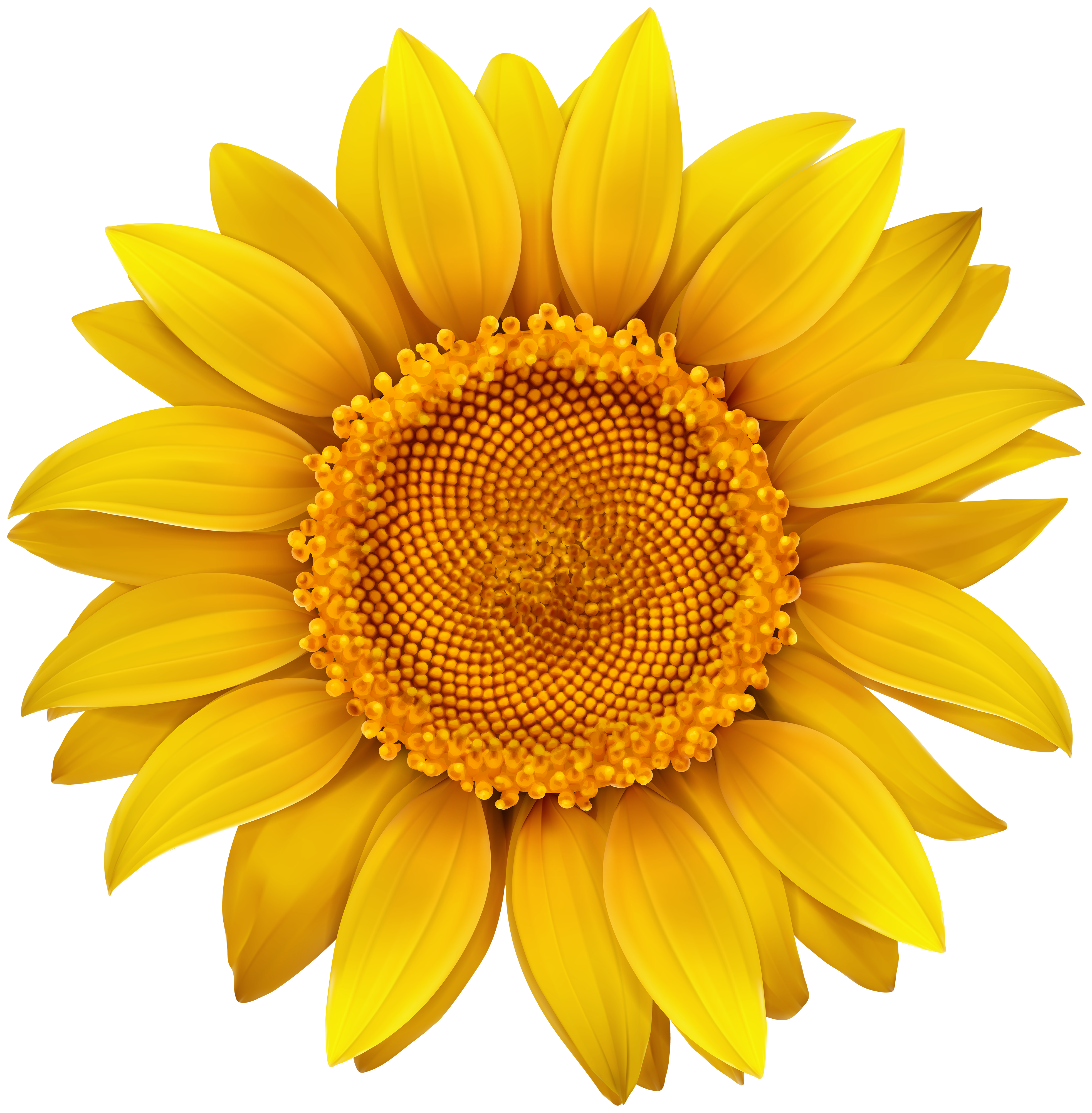 Free 142 Realistic High Resolution Sunflower Svg SVG PNG EPS DXF File.