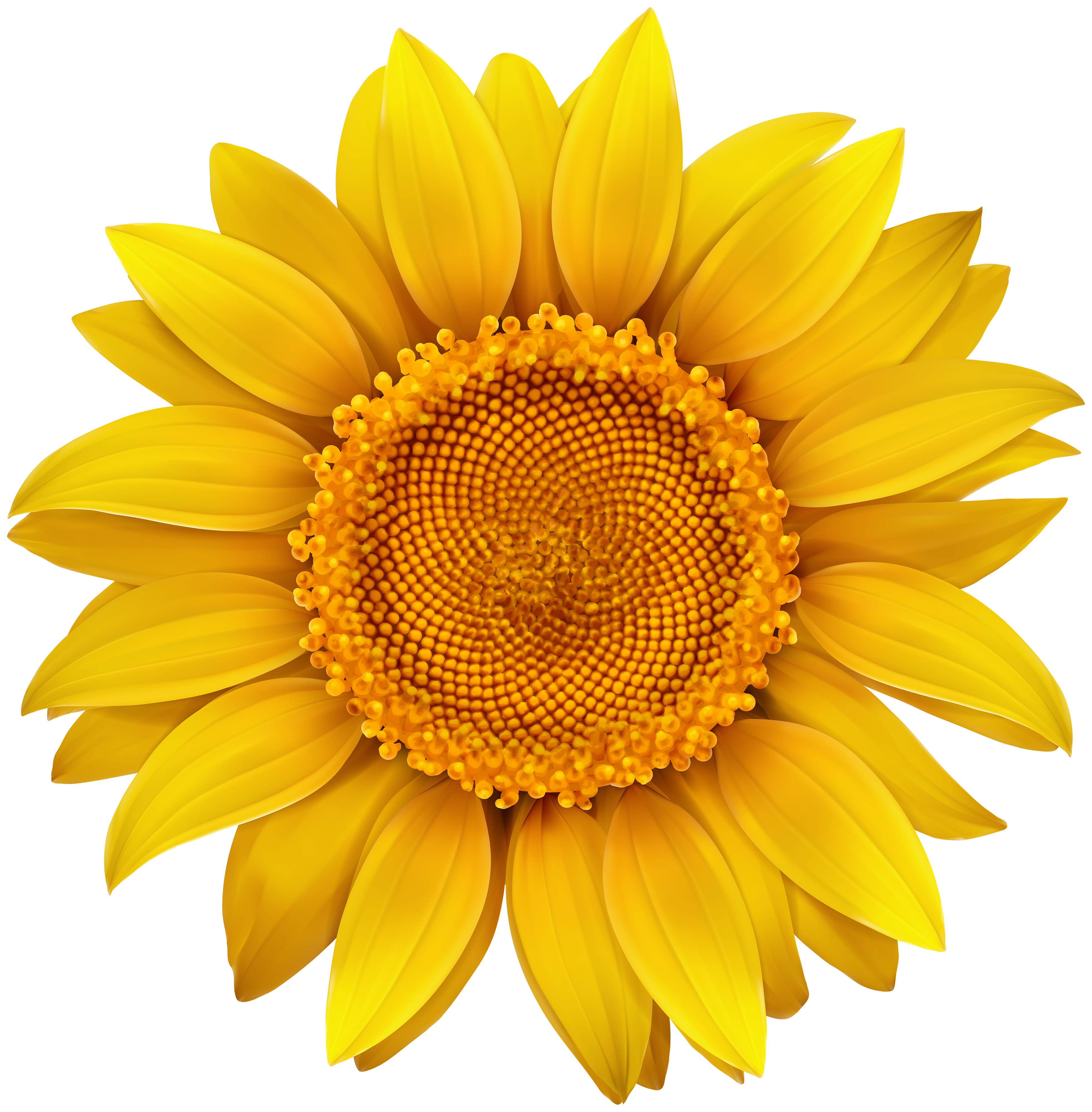 Sunflower PNG Image | Gallery Yopriceville - High-Quality Images and