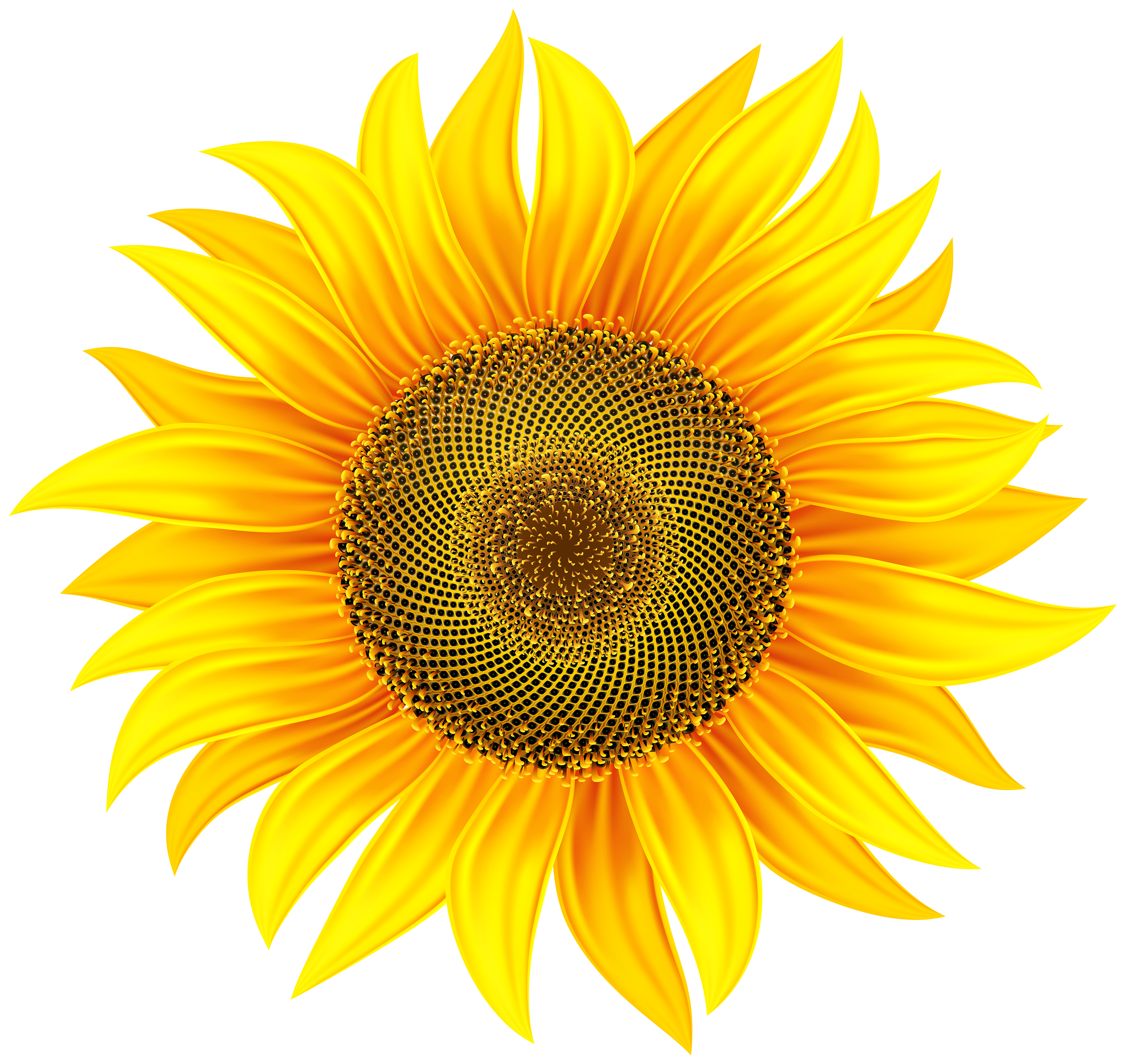 Sunflower Transparent PNG Clip Art Image | Gallery ...