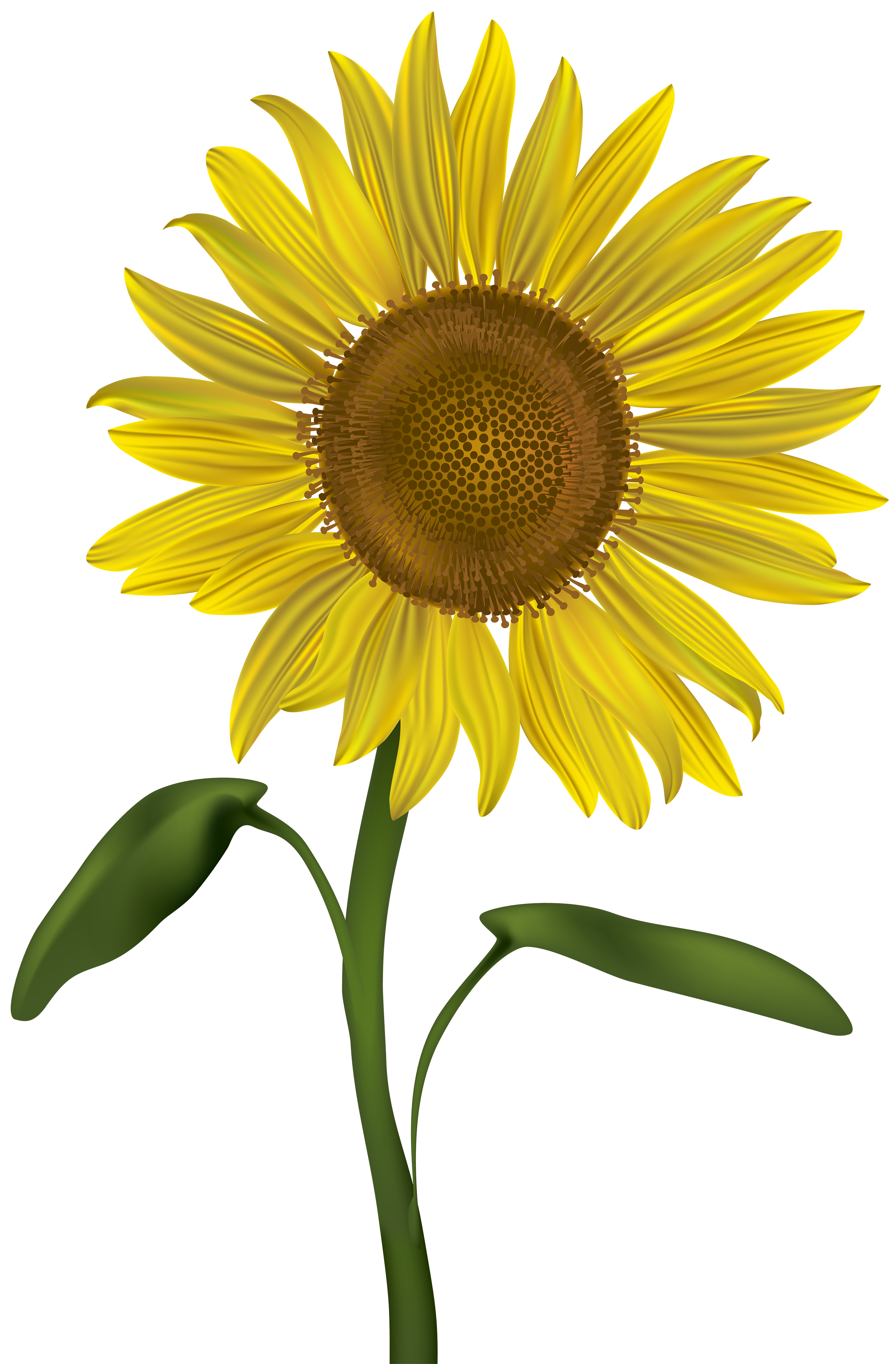Free Free 132 Transparent Background Sunflower Clipart Sunflower Png SVG PNG EPS DXF File