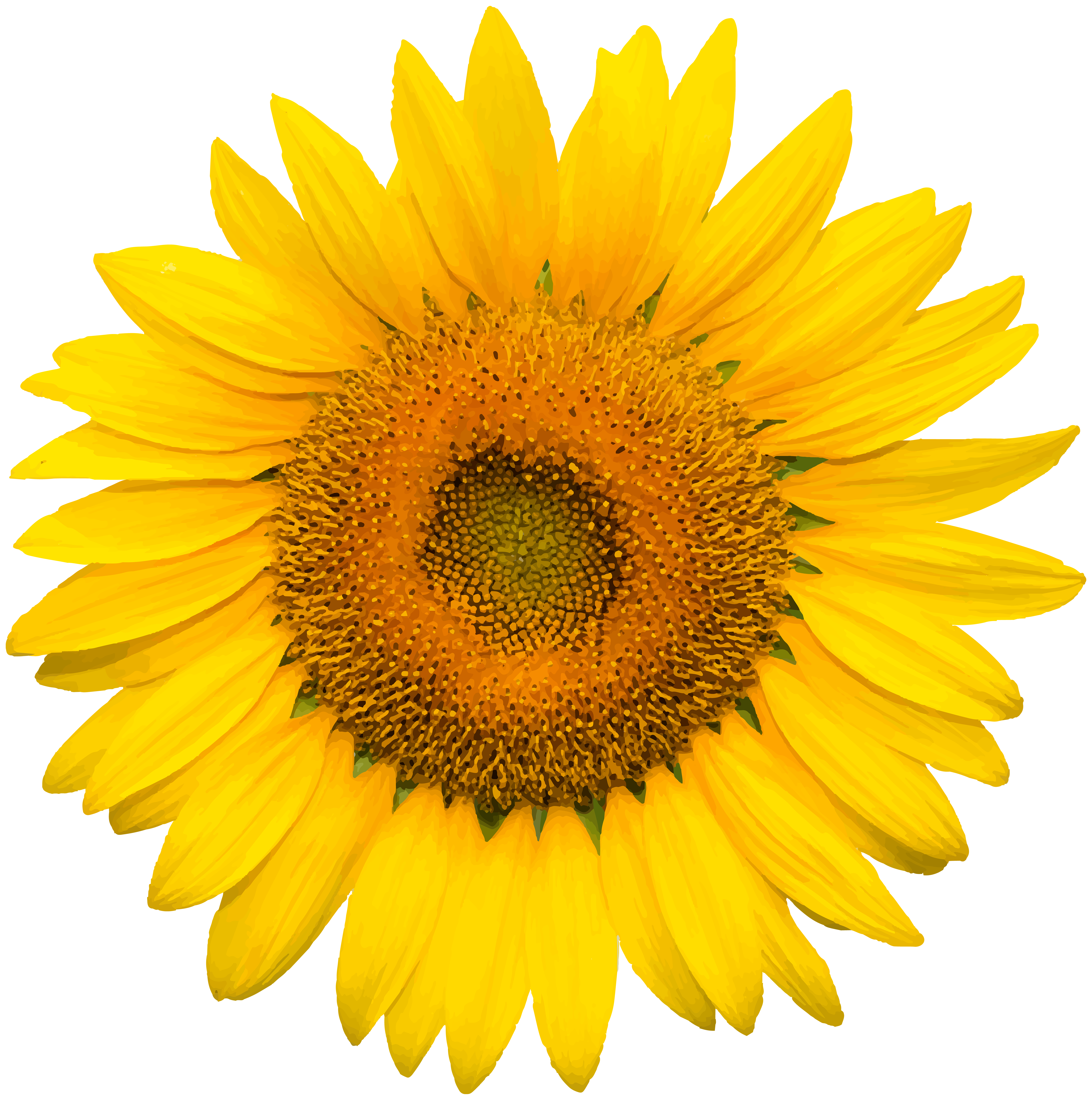 Download Sunflower Transparent PNG Image | Gallery Yopriceville ...