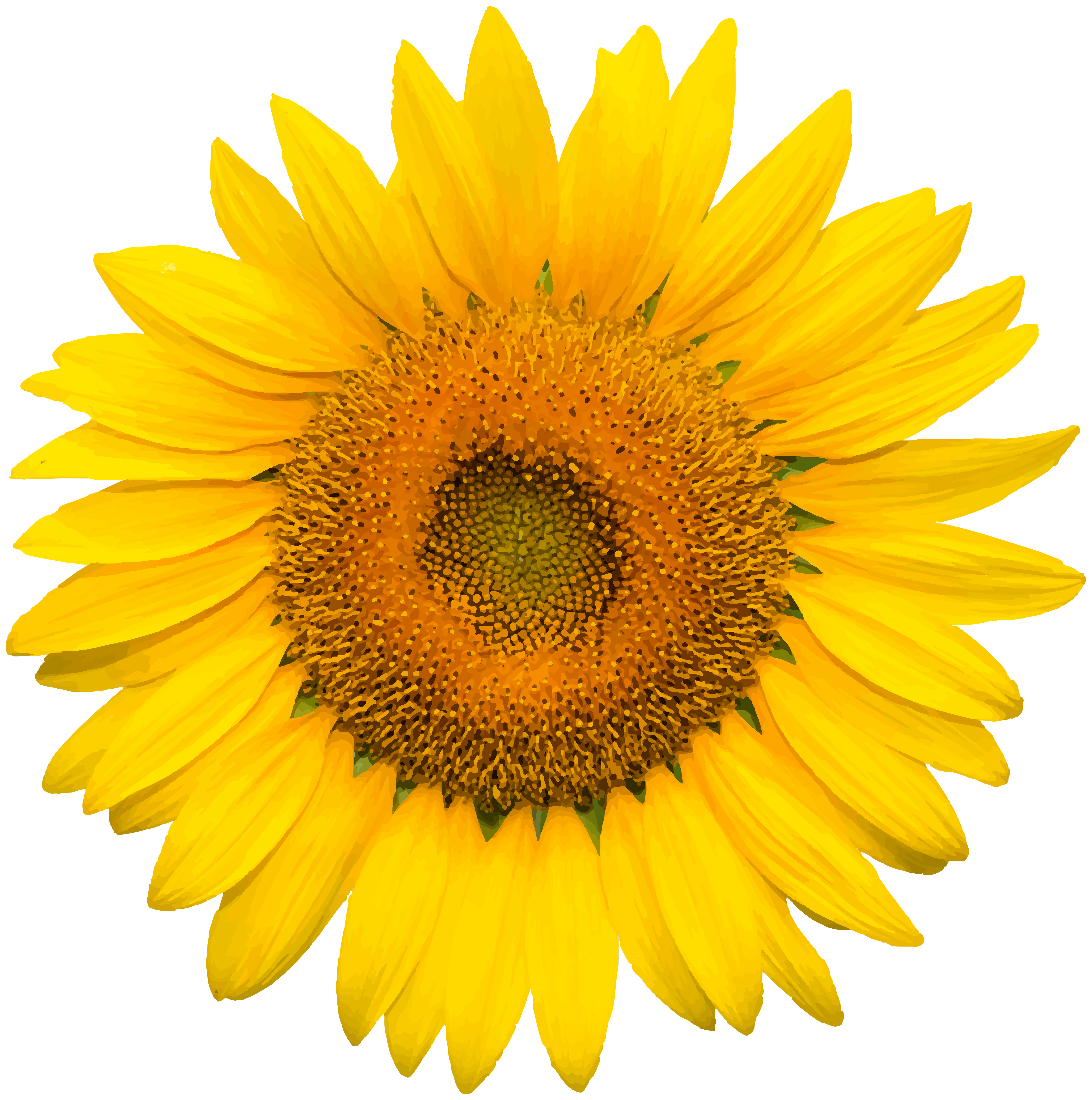 Free Free 268 Clipart Transparent Background Vector Png Sunflower SVG PNG EPS DXF File