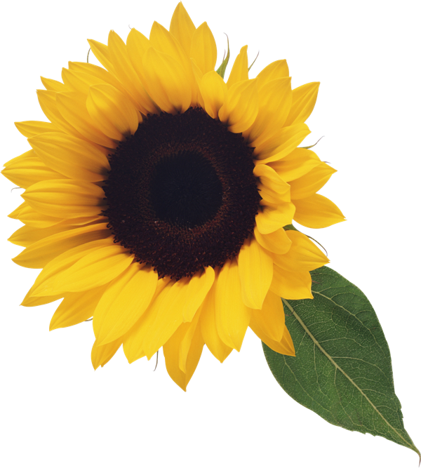 Free Free 248 Clipart Transparent Sunflower Border Png SVG PNG EPS DXF File