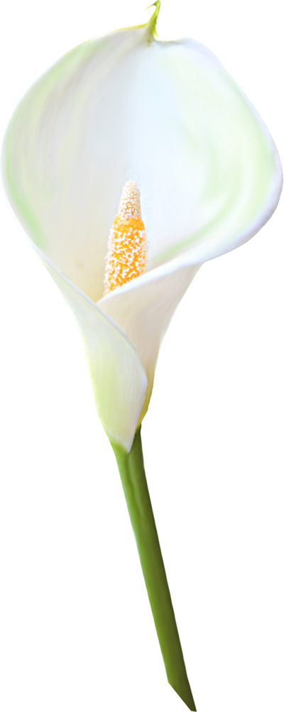 Transparent Calla Lily Flower Clipart | Gallery Yopriceville - High