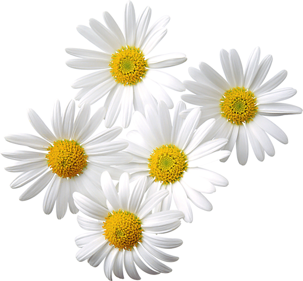 Daisies Transparent Background Png Clipart Hiclipart Images