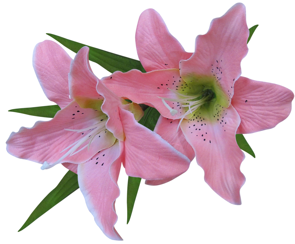 transparent pink lily