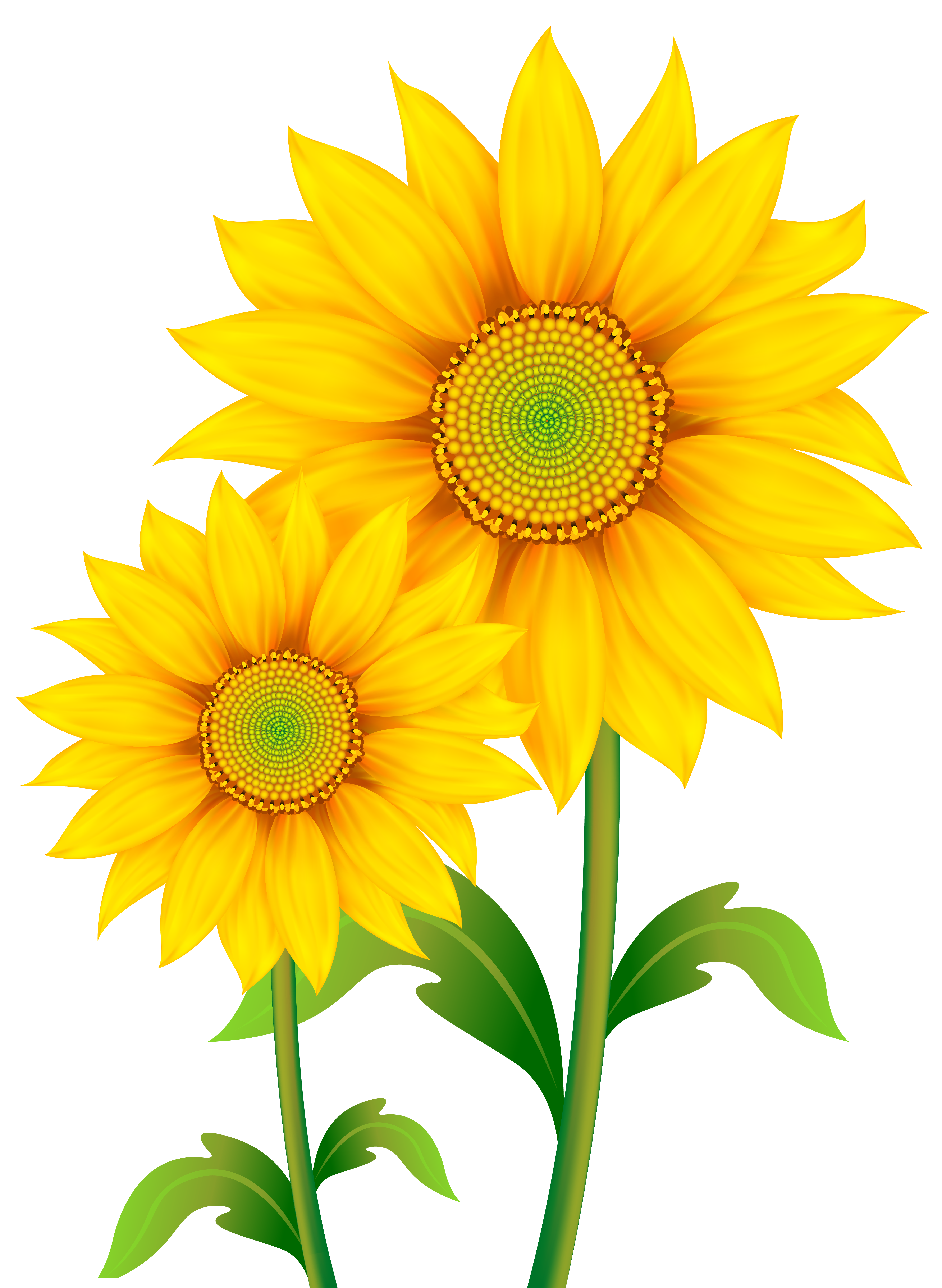 Transparent Sunflowers Clipart PNG Image | Gallery Yopriceville - High