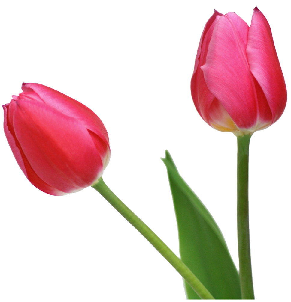 Get Transparent Background Png Image Transparent Background Flowers Png Pictures