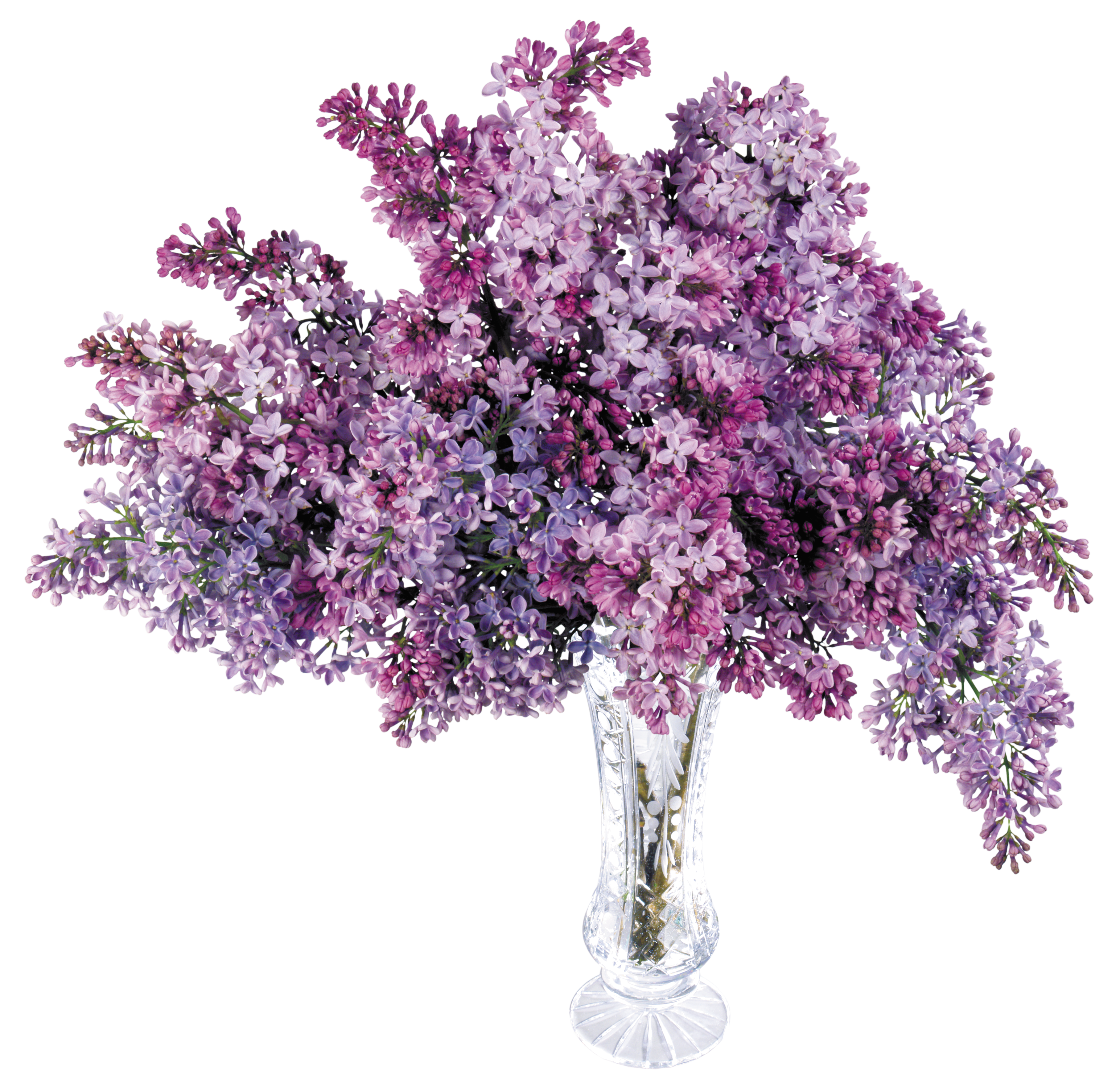 clear lilac