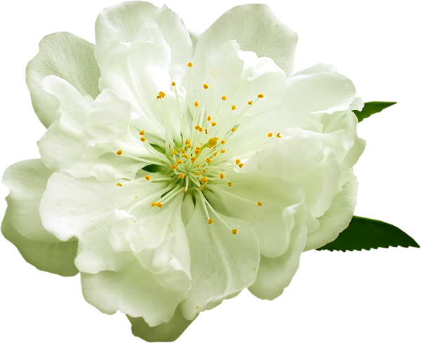 Transparent White Flower PNG Clipart | Gallery ...