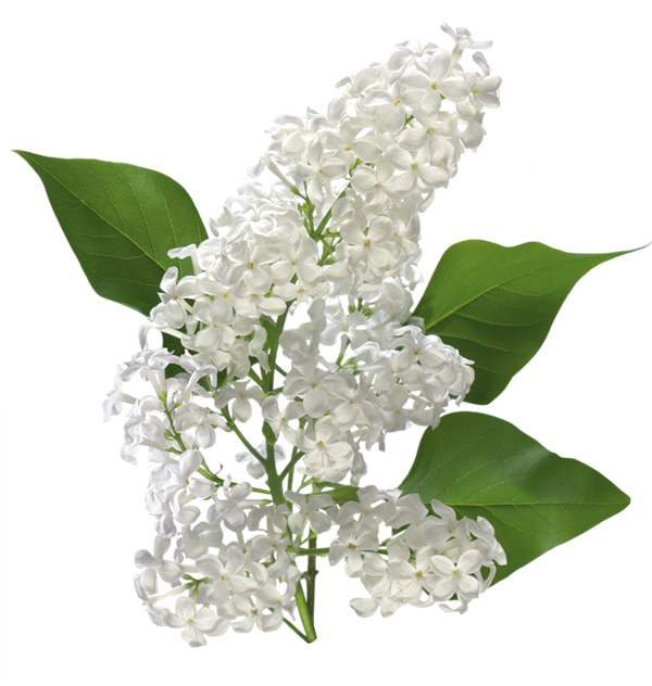 transparent white lilac clipart gallery yopriceville high