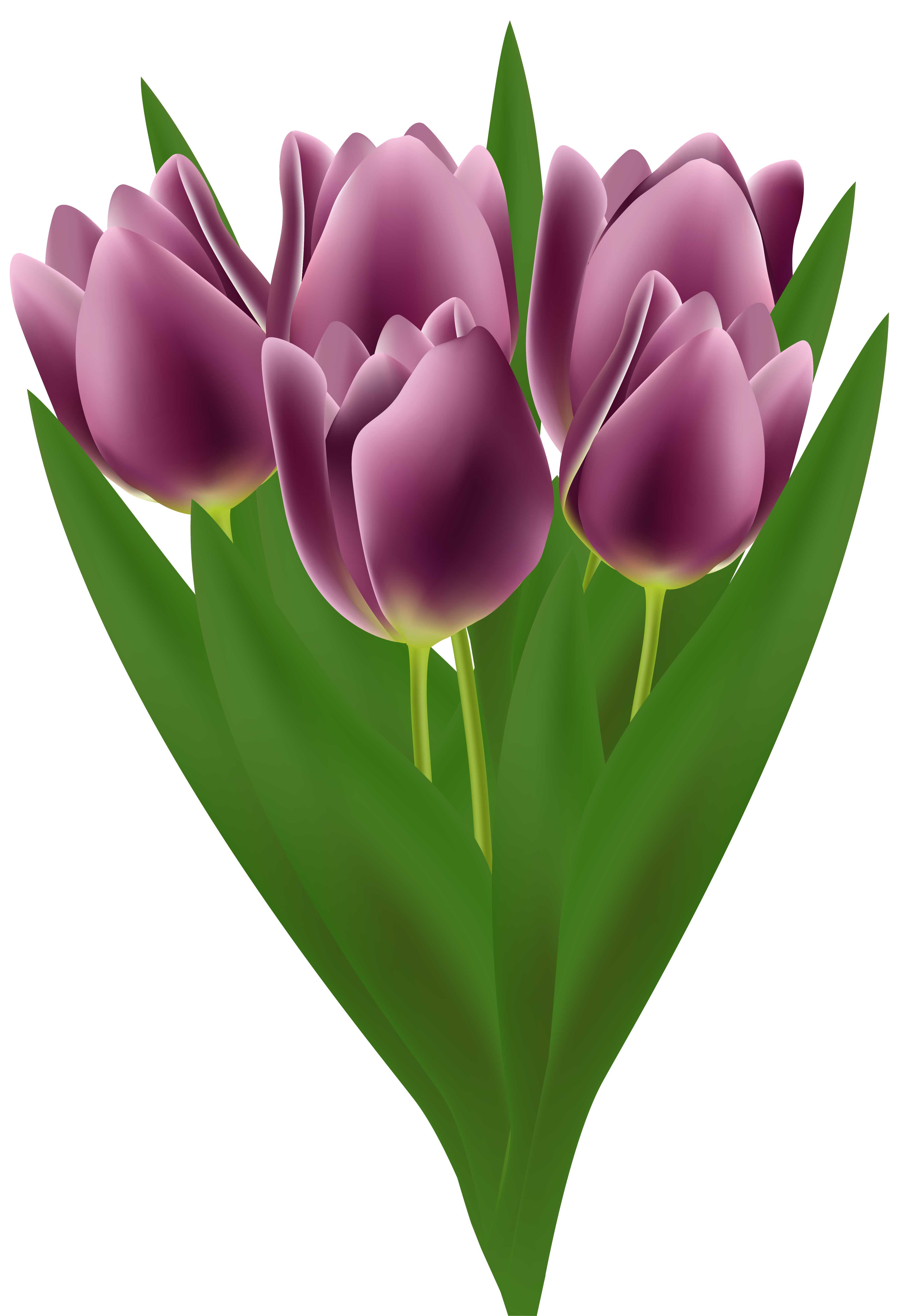 Tulips Bouquet Transparent PNG Clip Art Image | Gallery Yopriceville