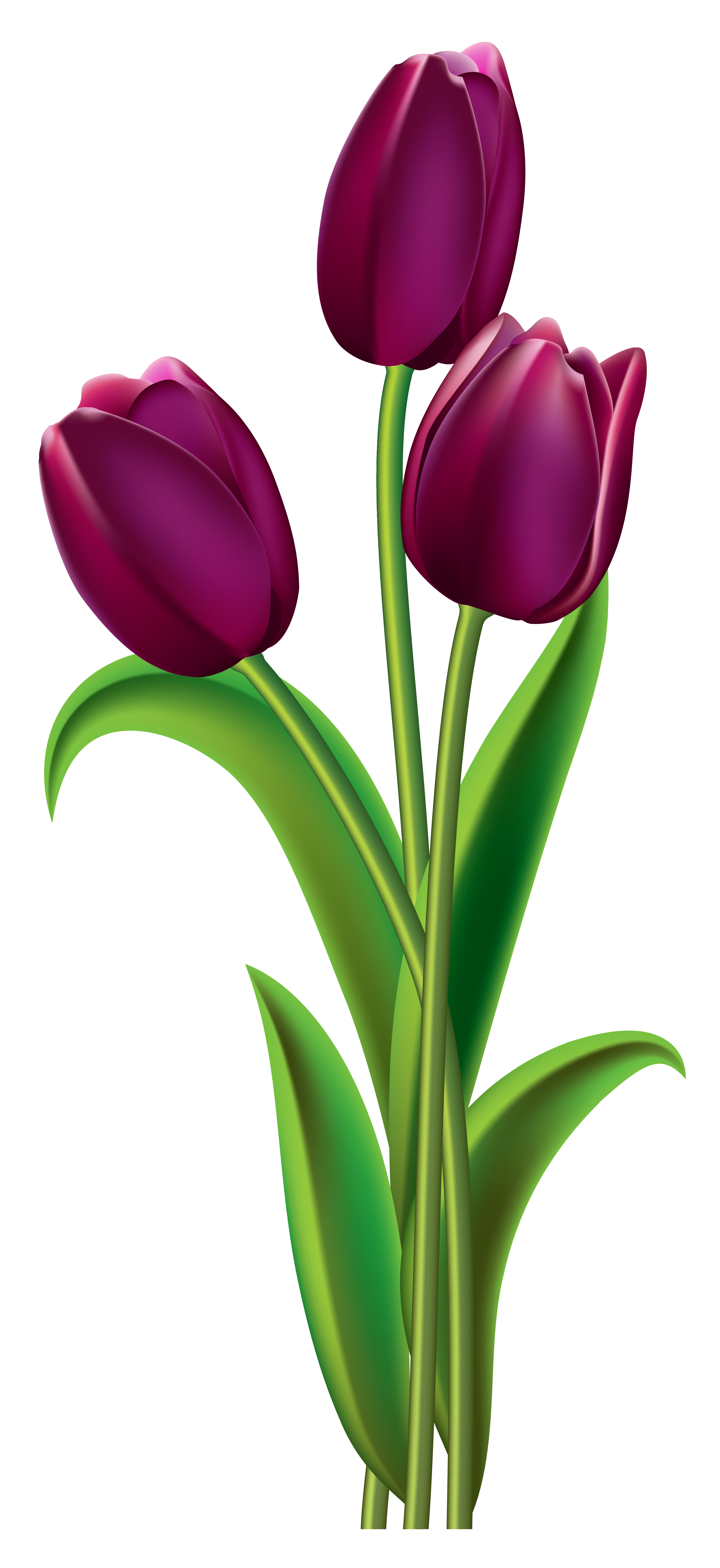 Tulips Transparent PNG Clipart Picture | Gallery Yopriceville - High