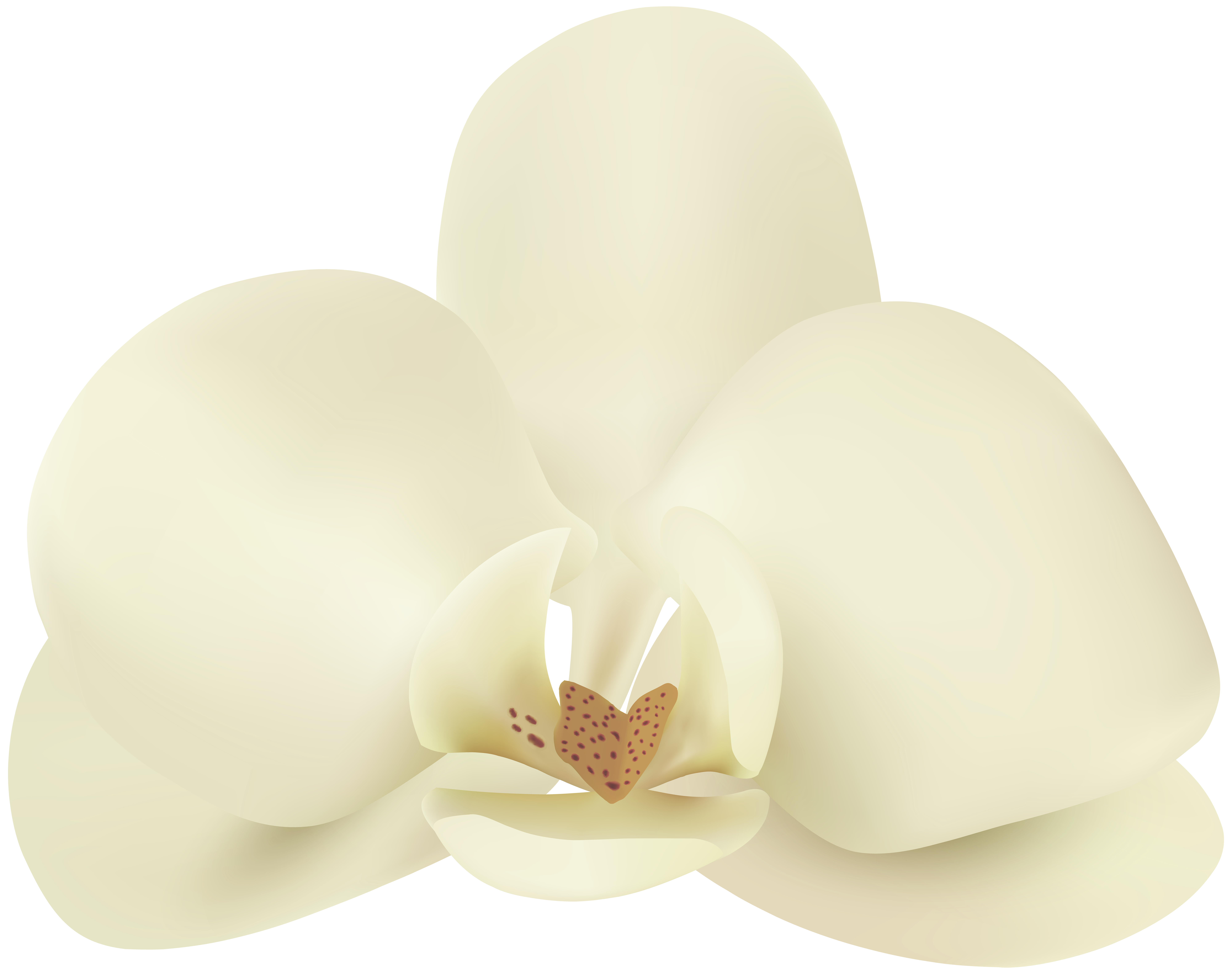 vanilla flower png clip