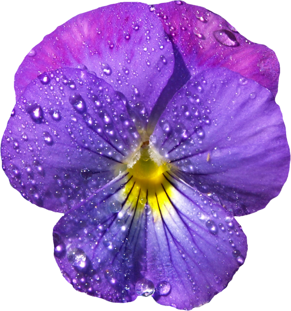 Violet Flower with Dew PNG Clipart | Gallery Yopriceville - High