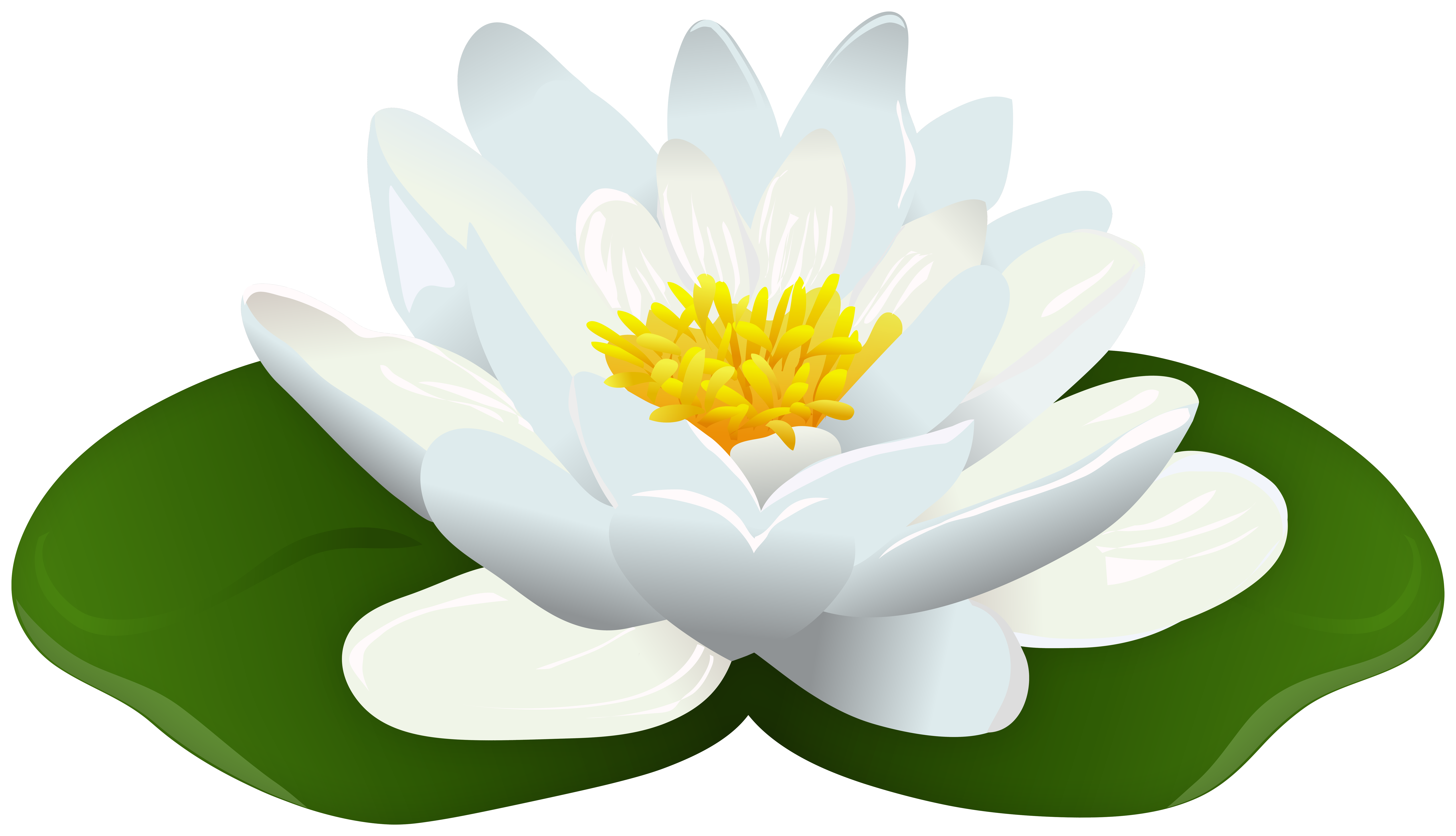 Water Lily Transparent Image | Gallery Yopriceville - High-Quality Free