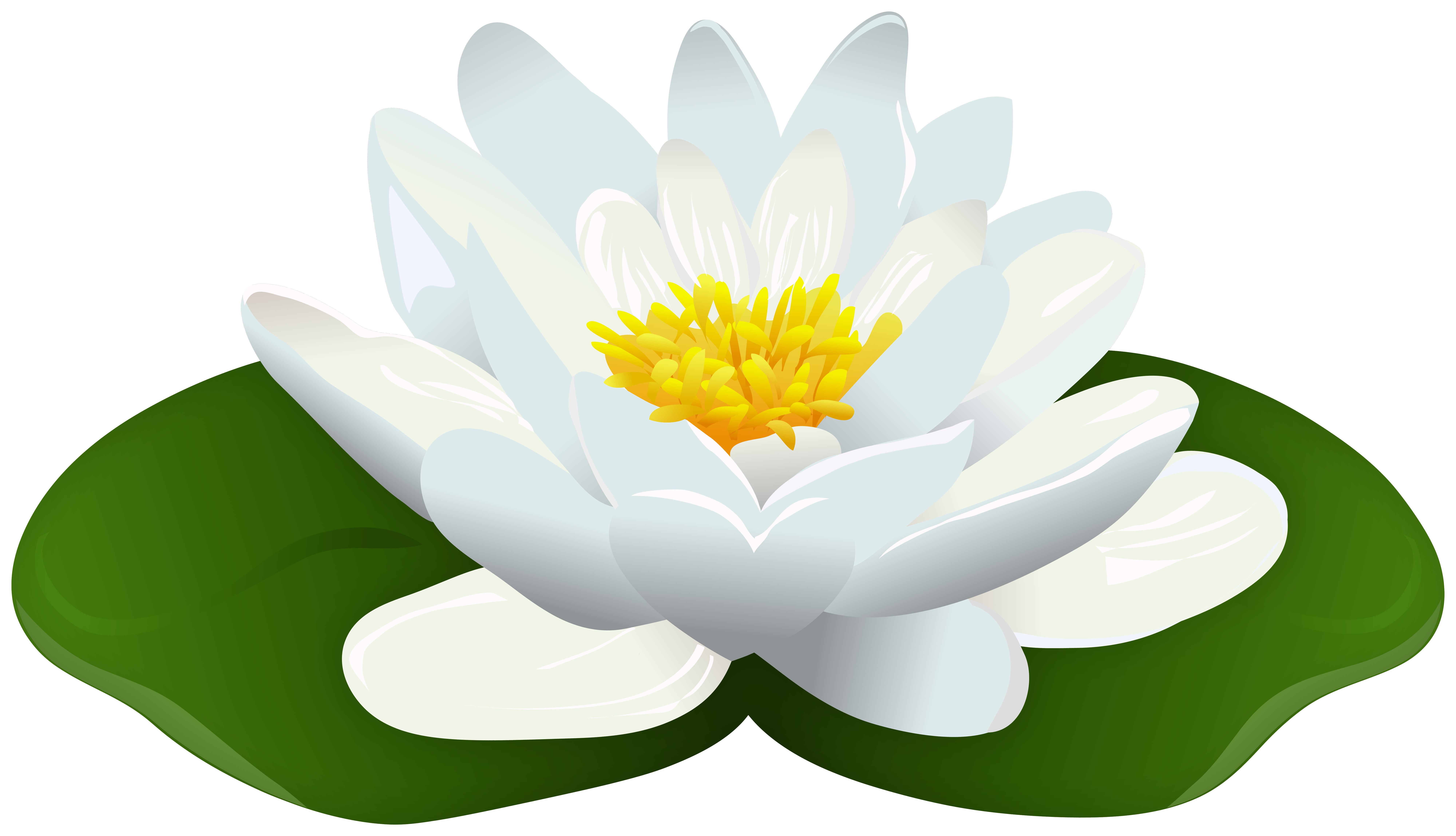 Water Lily Clipart