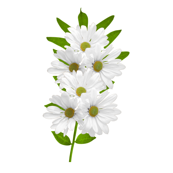white daisies clipart gallery