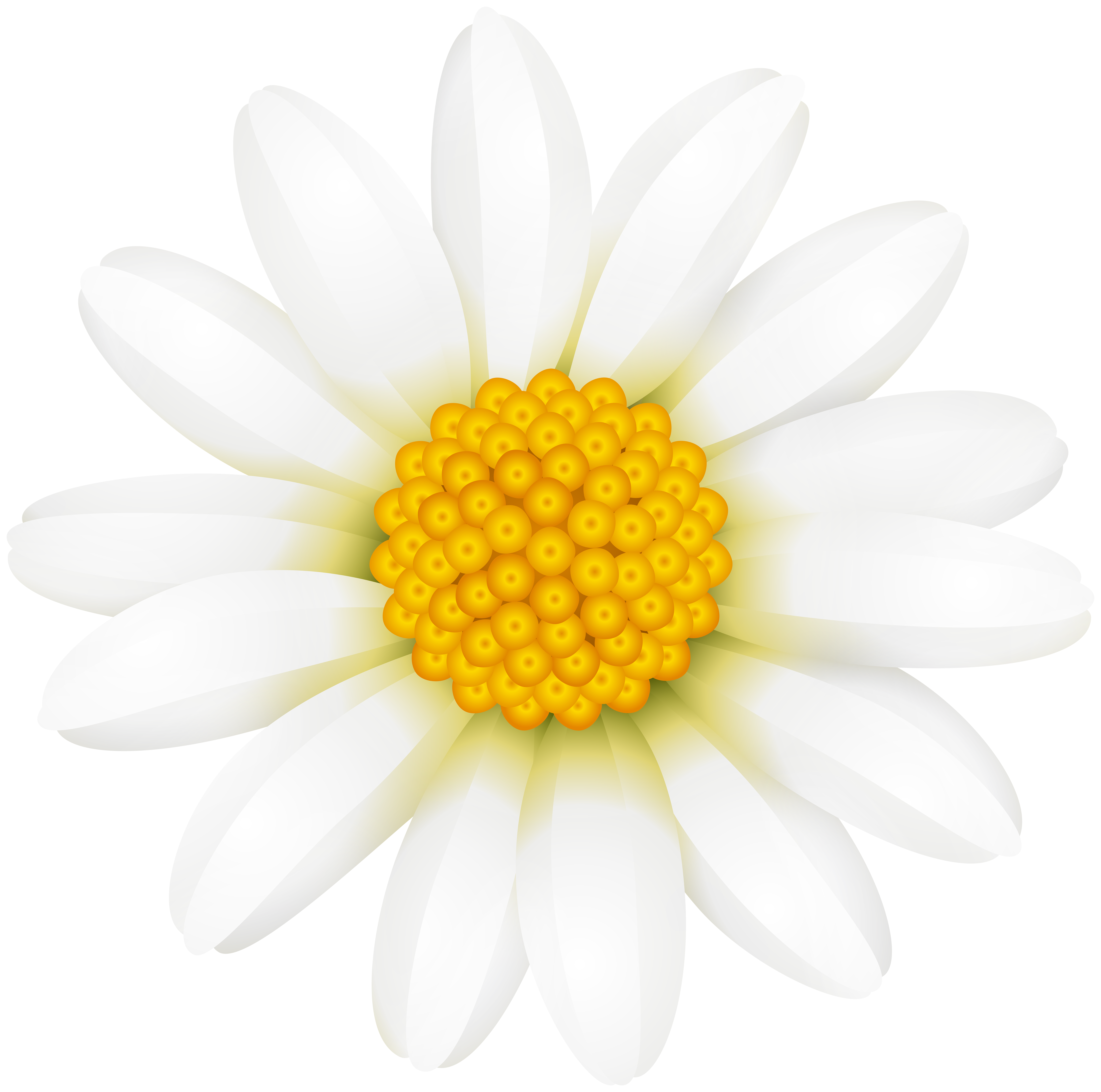 Download Daisy Flower Clipart Black And White Png PNG
