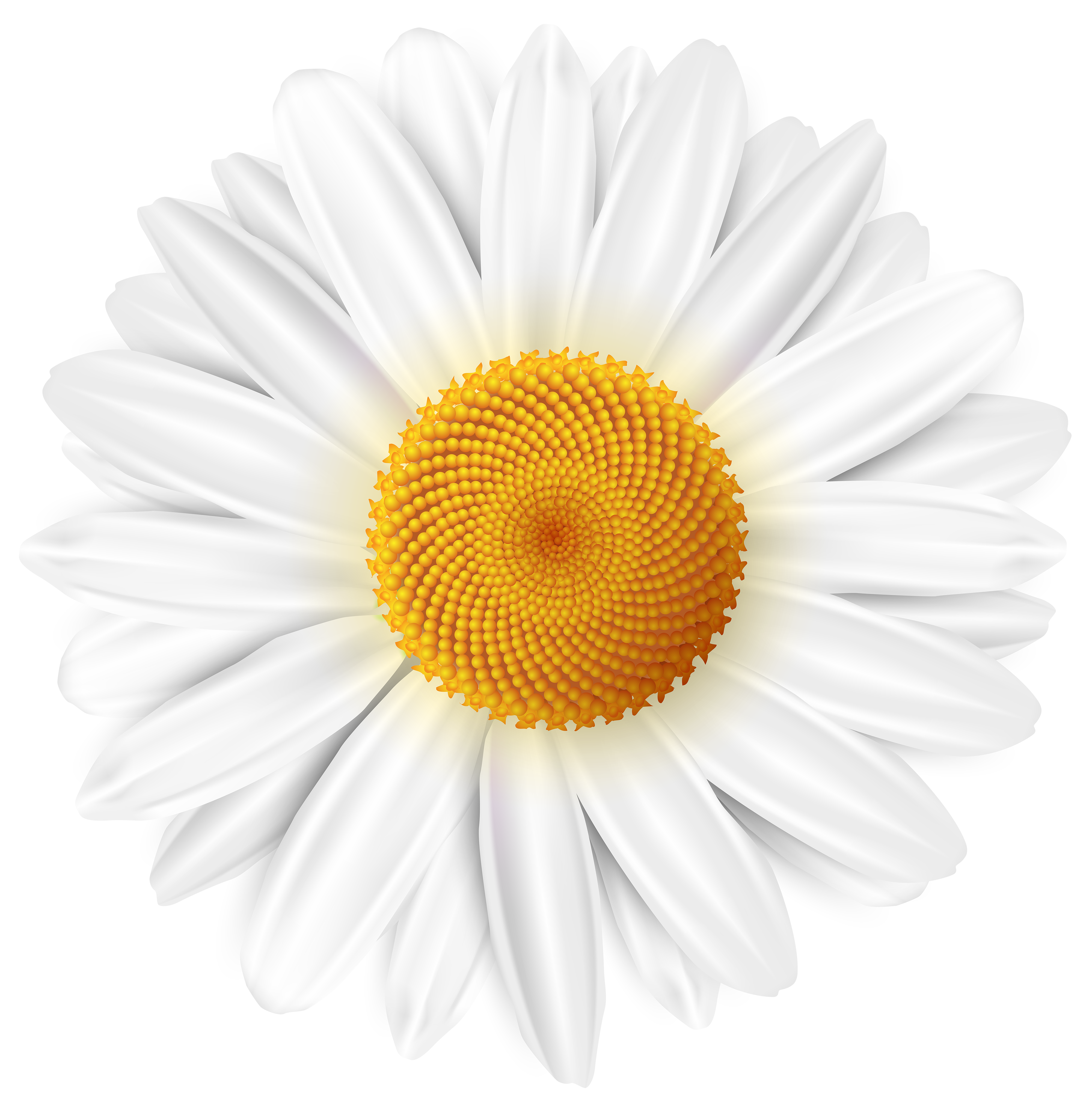 White Daisy Transparent PNG Clip Art Image | Gallery Yopriceville