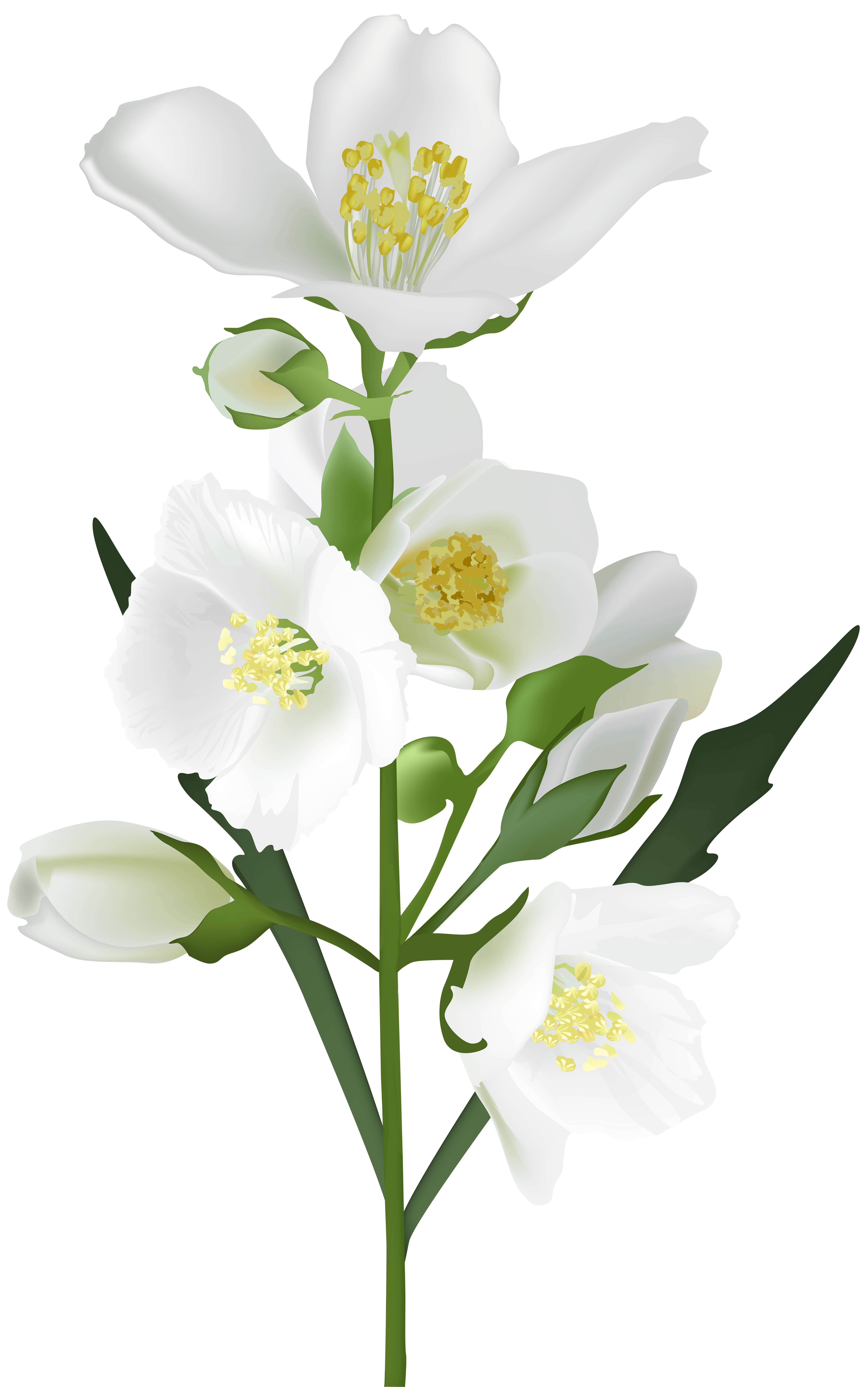 White Flower PNG Clip Art Image | Gallery Yopriceville - High-Quality