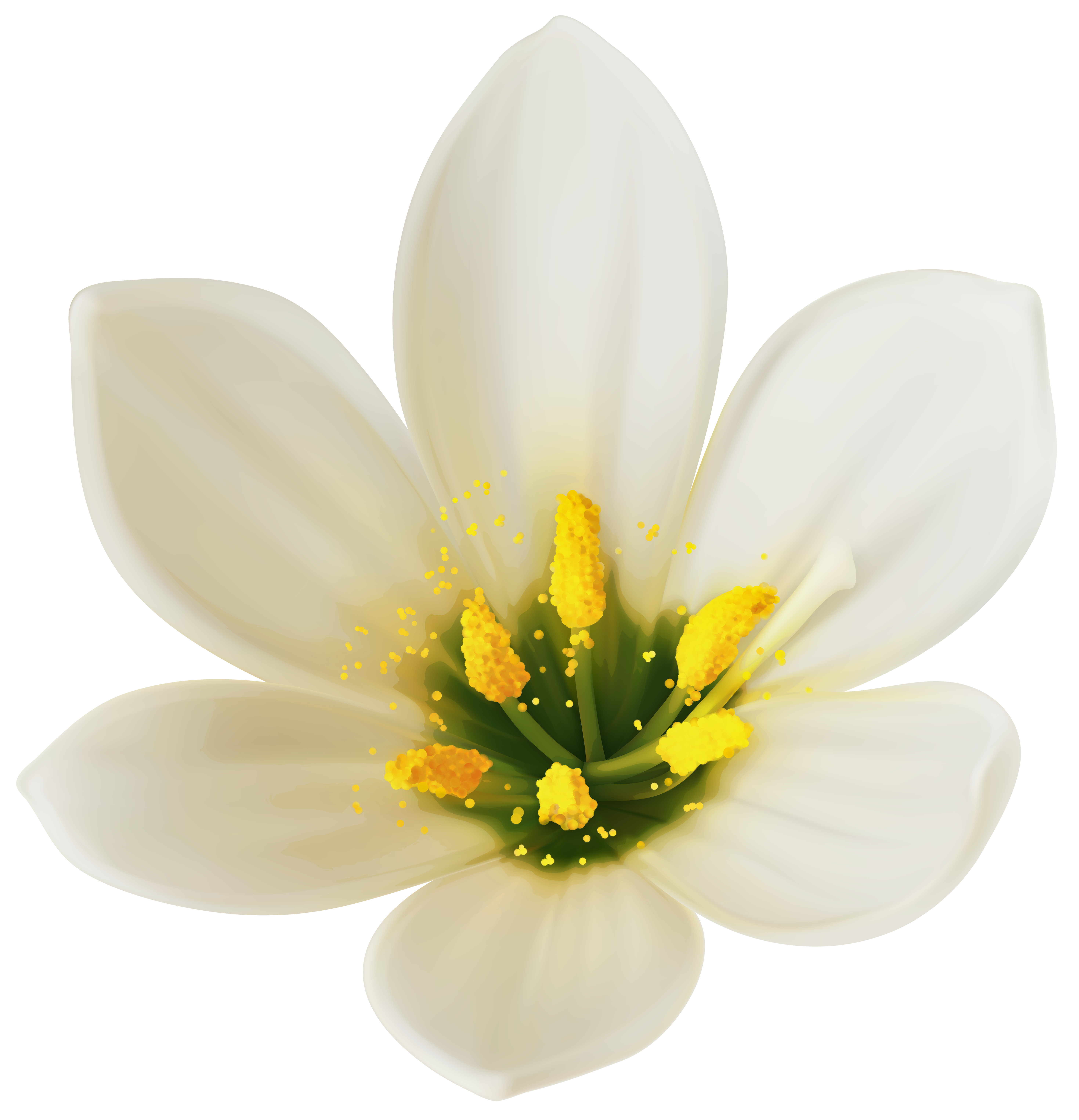 White Flower PNG Clipart Image | Gallery Yopriceville - High-Quality