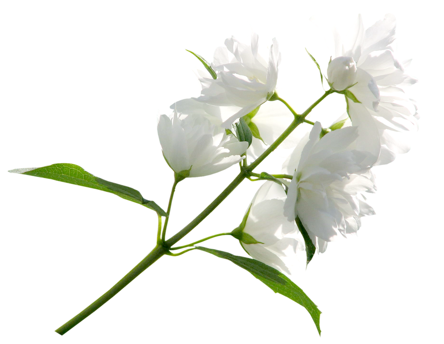 White Flower Png Clipart Image Gallery Yopriceville High Quality Images And Transparent Png Free Clipart