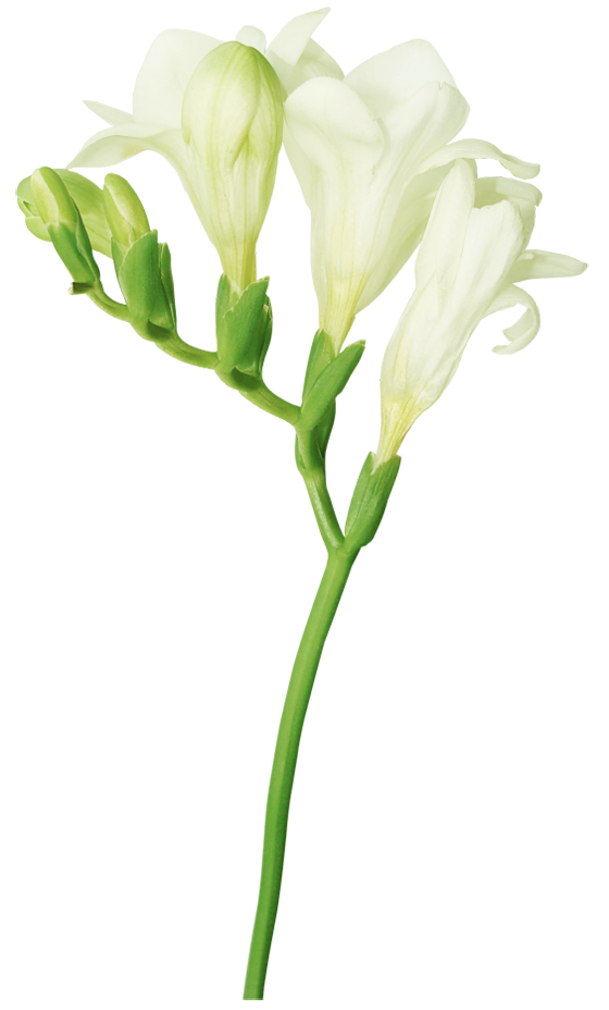 White Freesia PNG Picture | Gallery Yopriceville - High-Quality Images