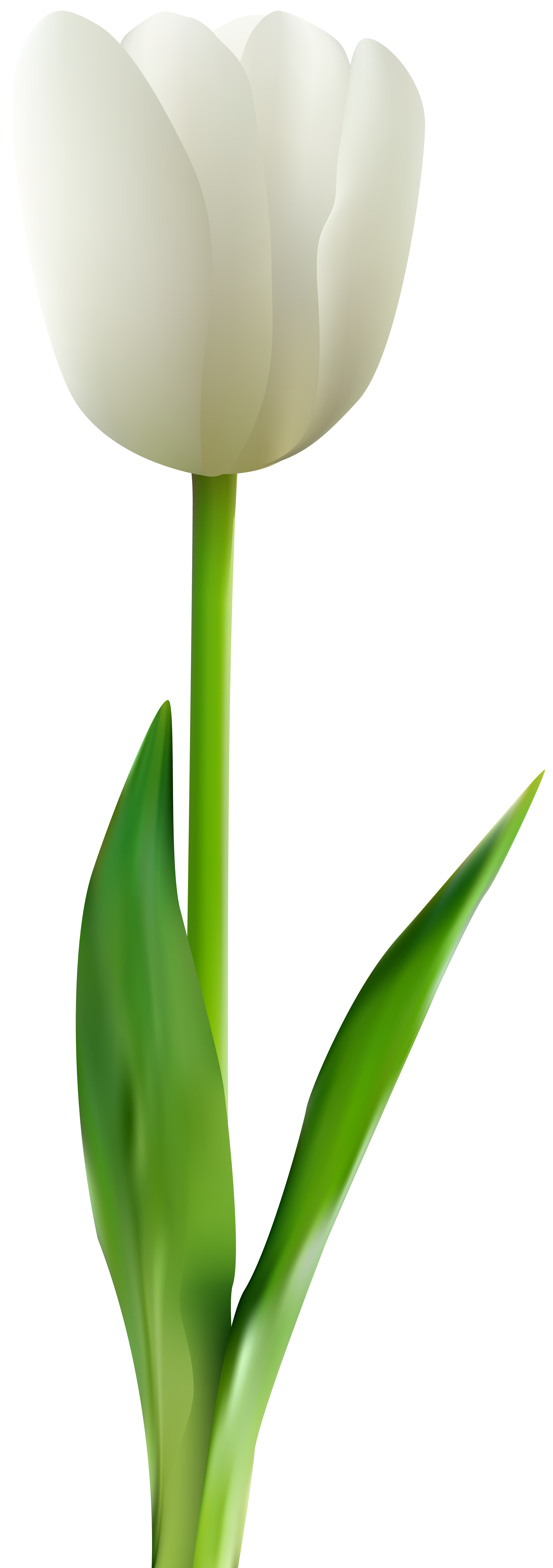 white tulip transparent clip png image gallery yopriceville high quality images and white tulip transparent clip png image gallery yopriceville high quality images and