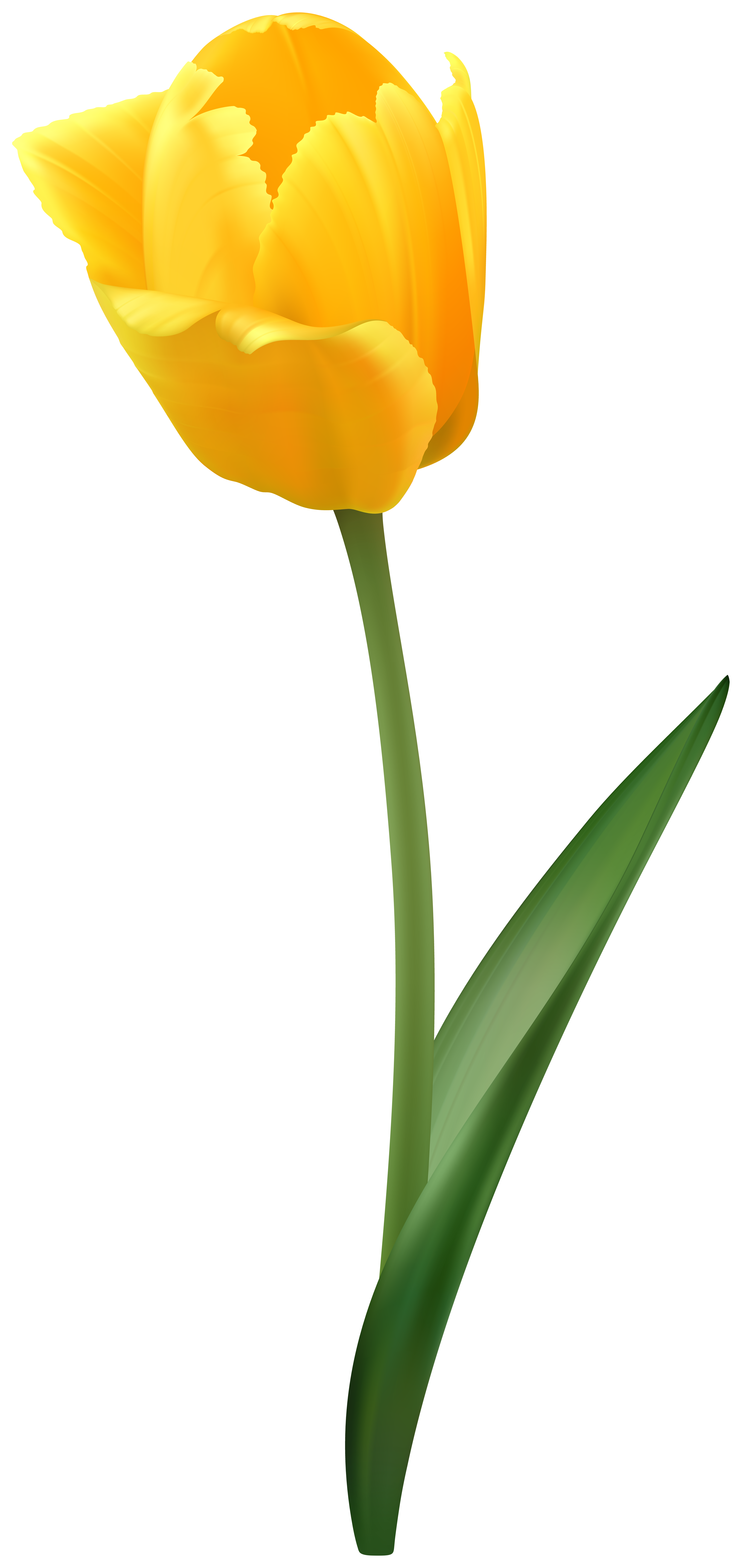 yellow tulip flower transparent image gallery yopriceville high quality images and transparent png free clipart gallery yopriceville