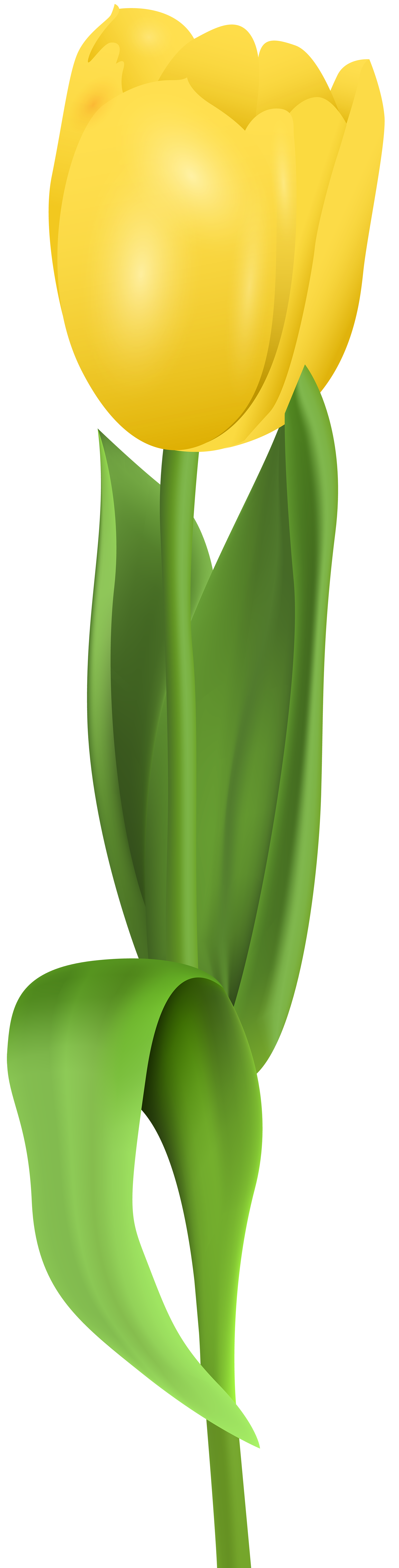 Yellow Tulip PNG Clip Art Image | Gallery Yopriceville ... (2038 x 8000 Pixel)