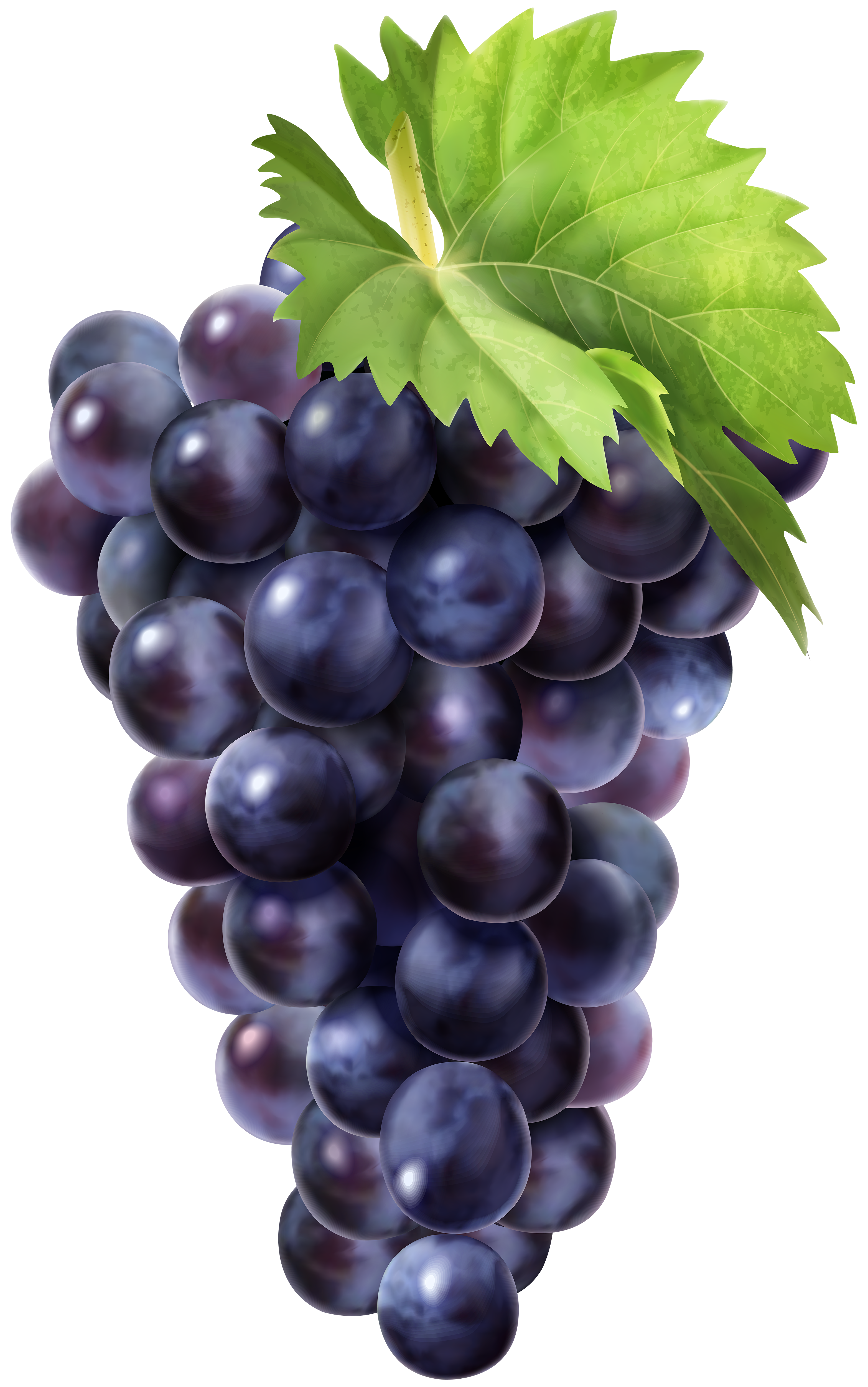 Black Grapes PNG Clip Art Image | Gallery Yopriceville - High-Quality