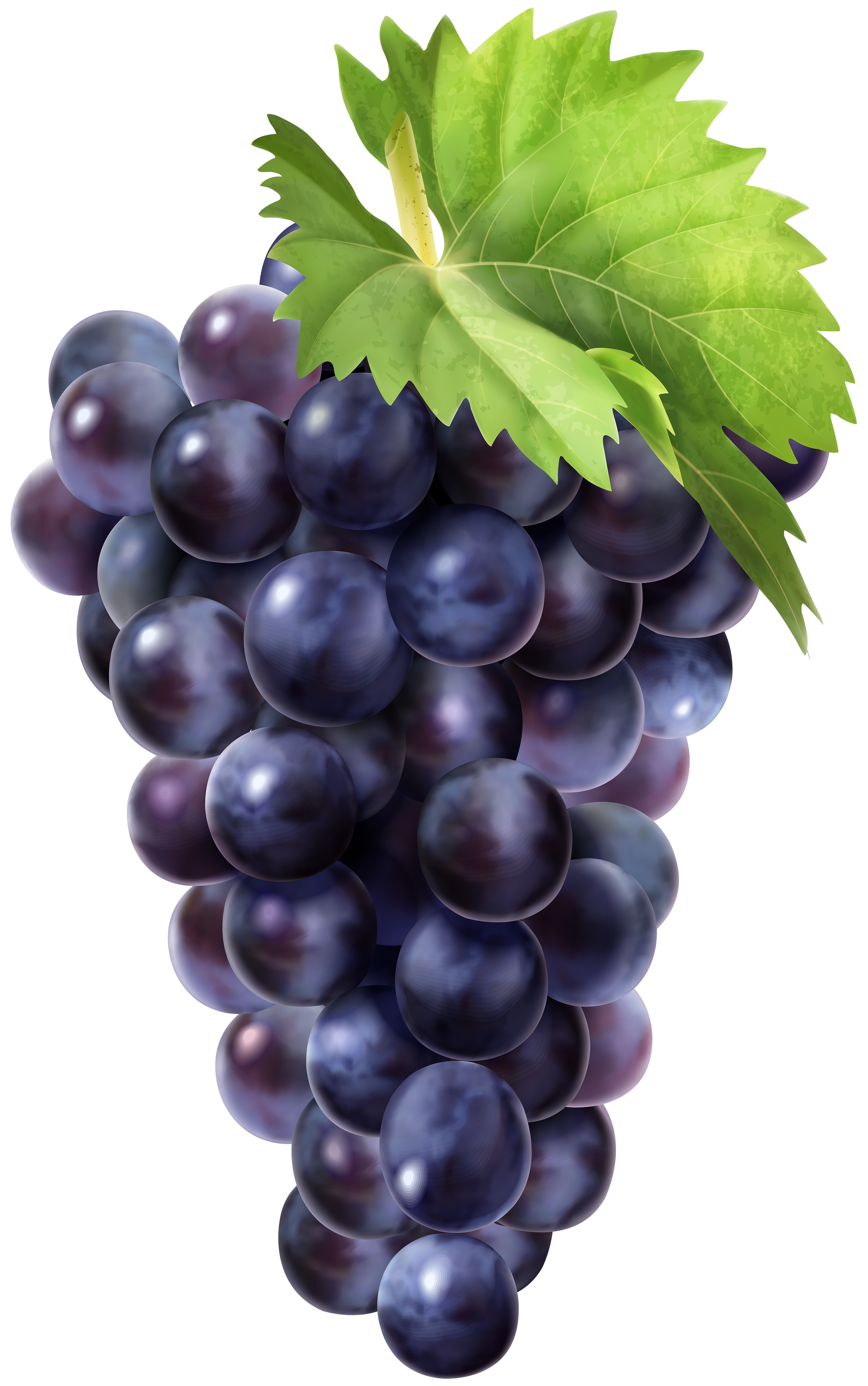 clipart-grapes-png