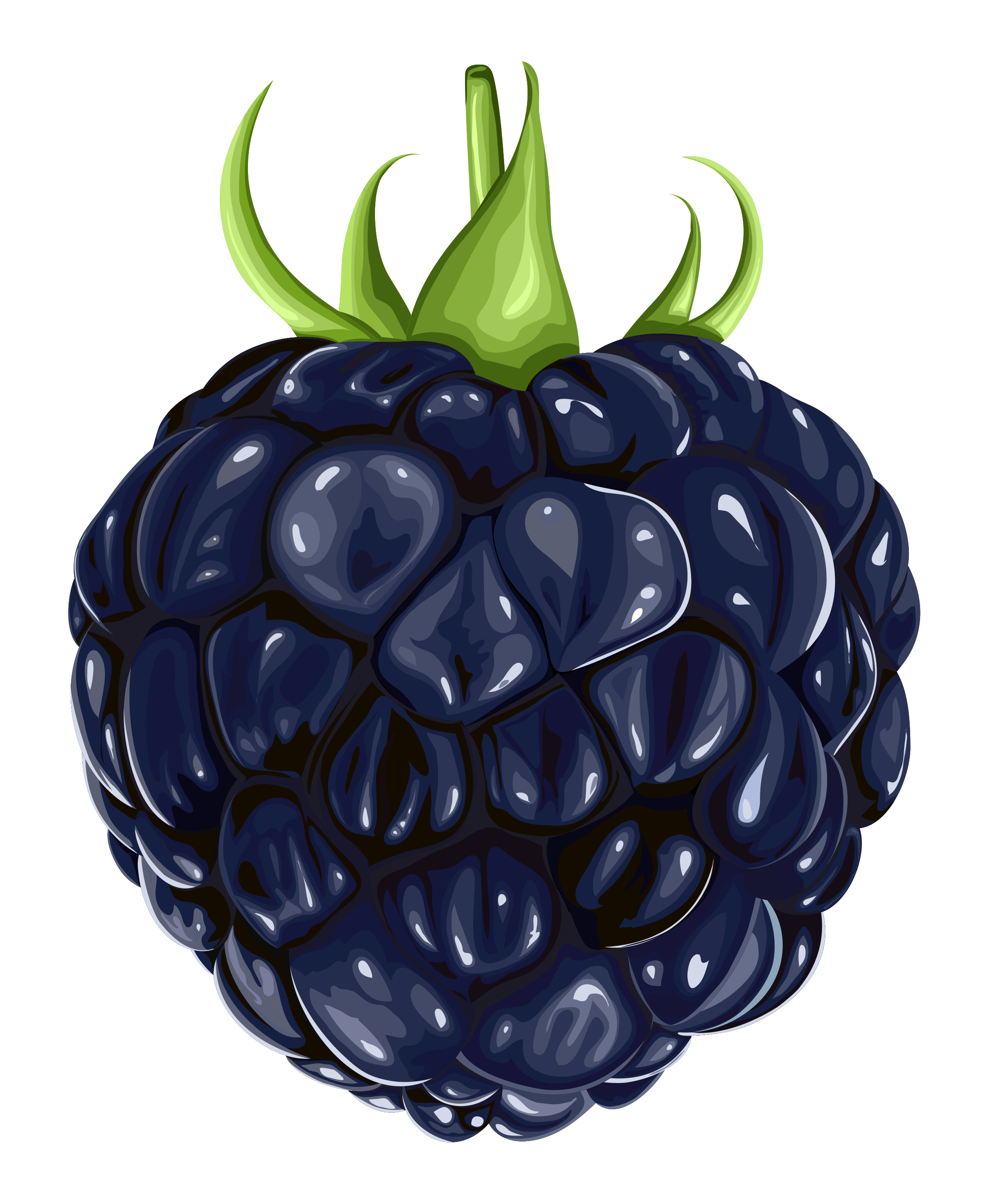 blackberry plant drawing