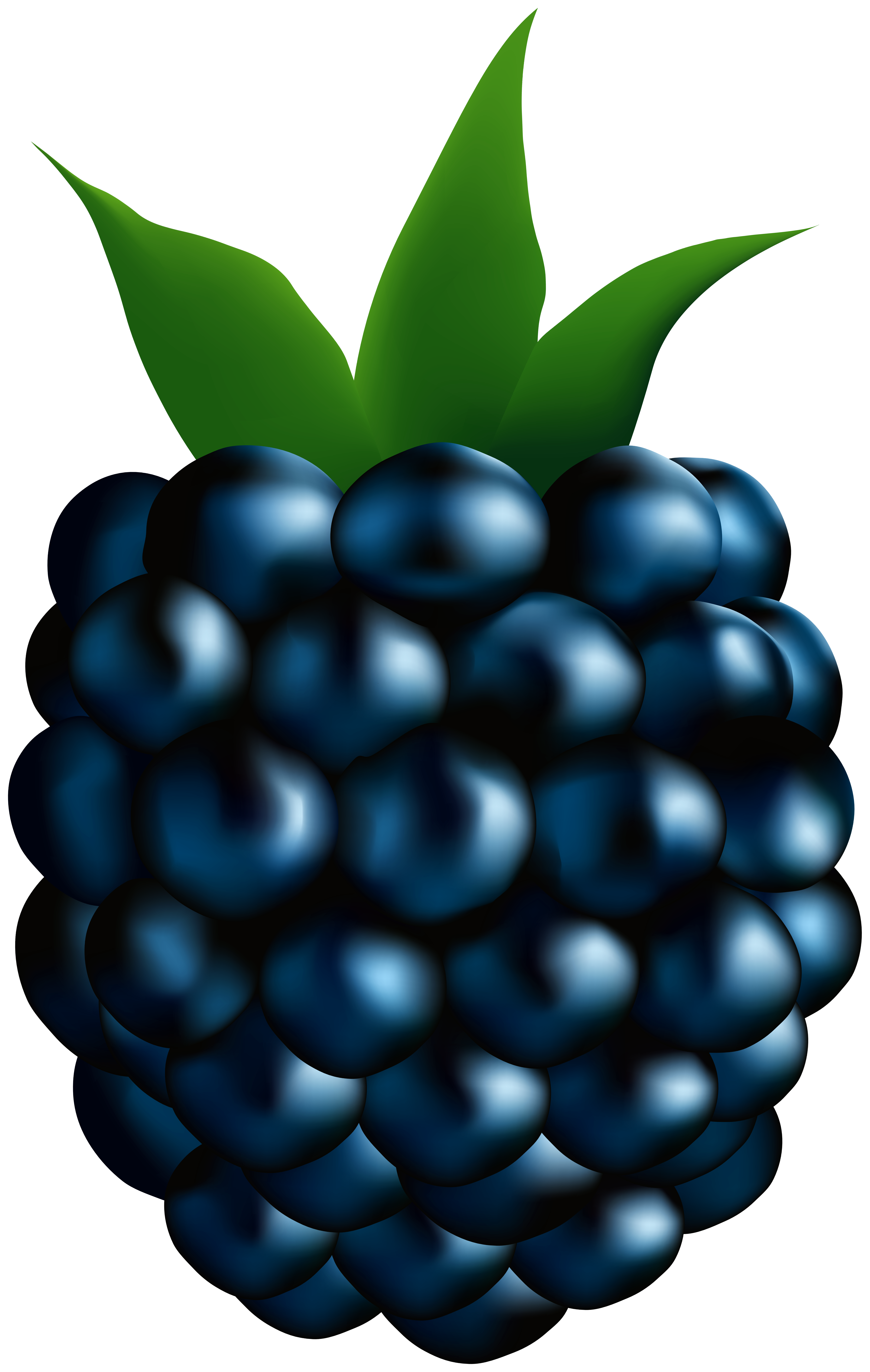 blackberries clip art