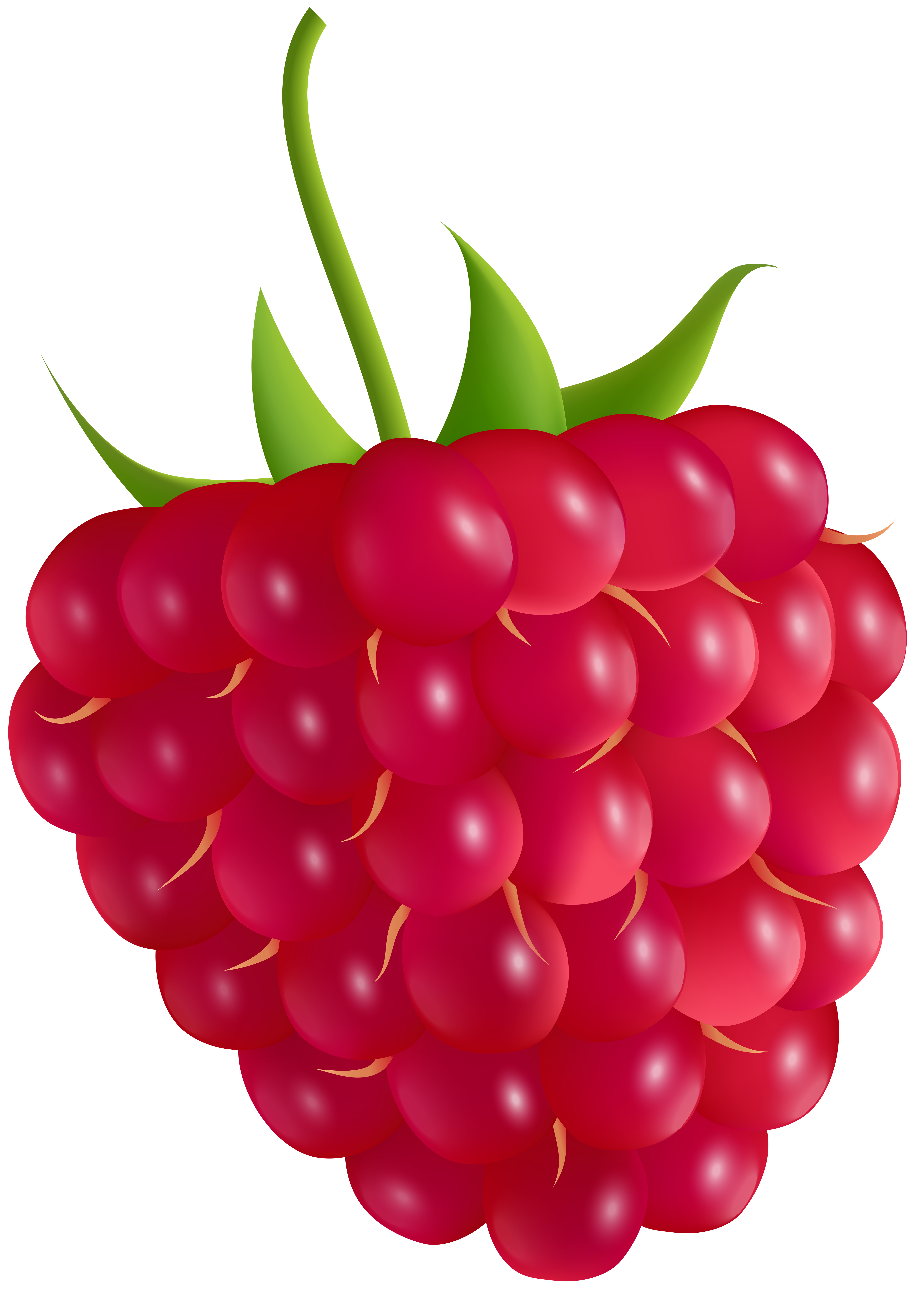 Raspberry Transparent PNG Clip Art Image​ | Gallery Yopriceville -  High-Quality Free Images and Transparent PNG Clipart