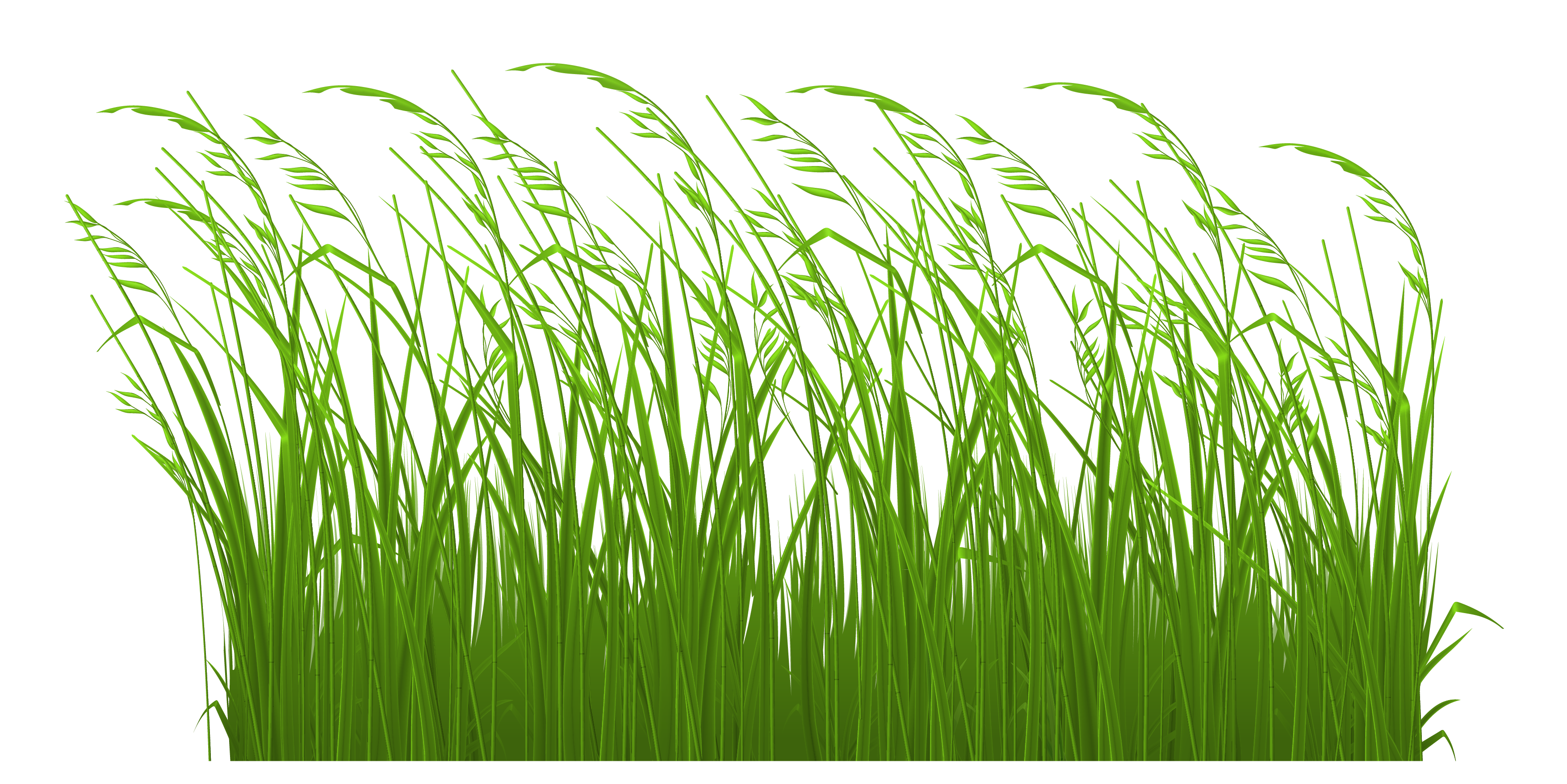 Ornamental Grass Png