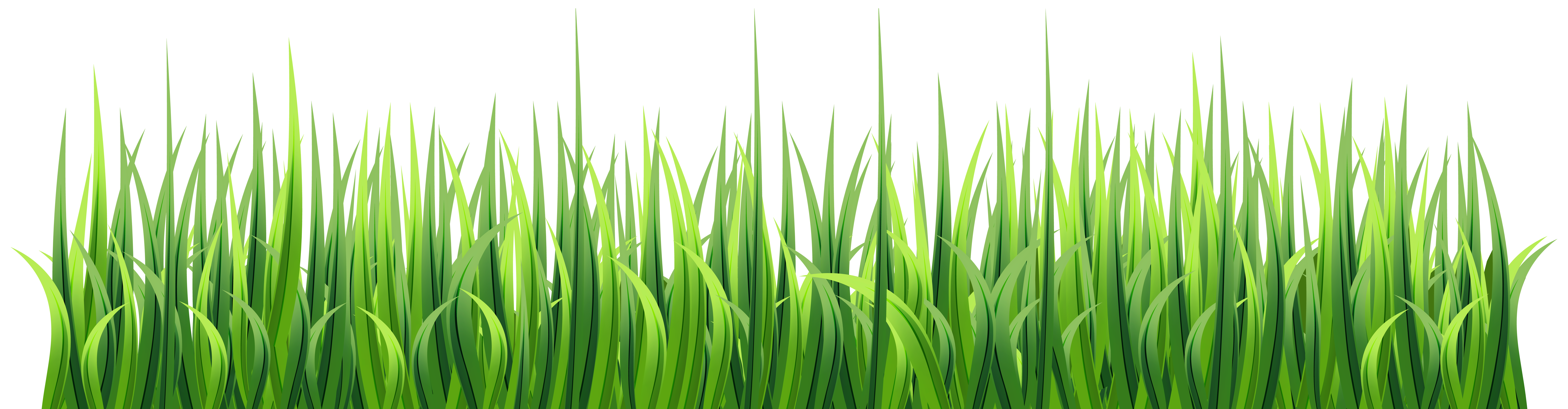 grass transparent background