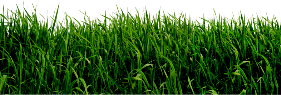 Grass png images