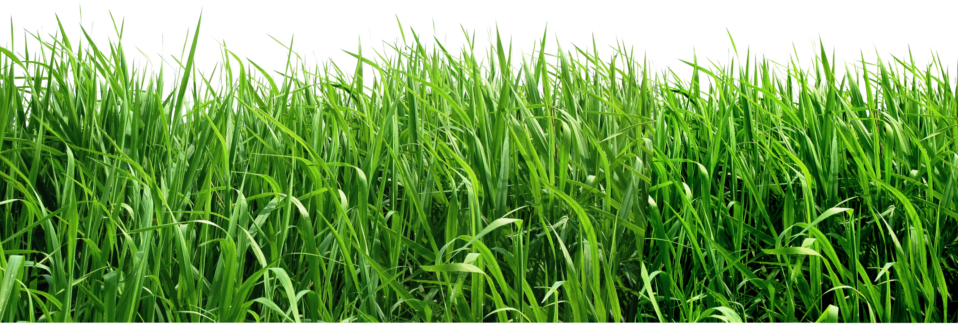 Grass PNG Clipart Picture Gallery Yopriceville High Quality Free Grass PNG Clipart Picture Gallery Yopriceville High Quality Free