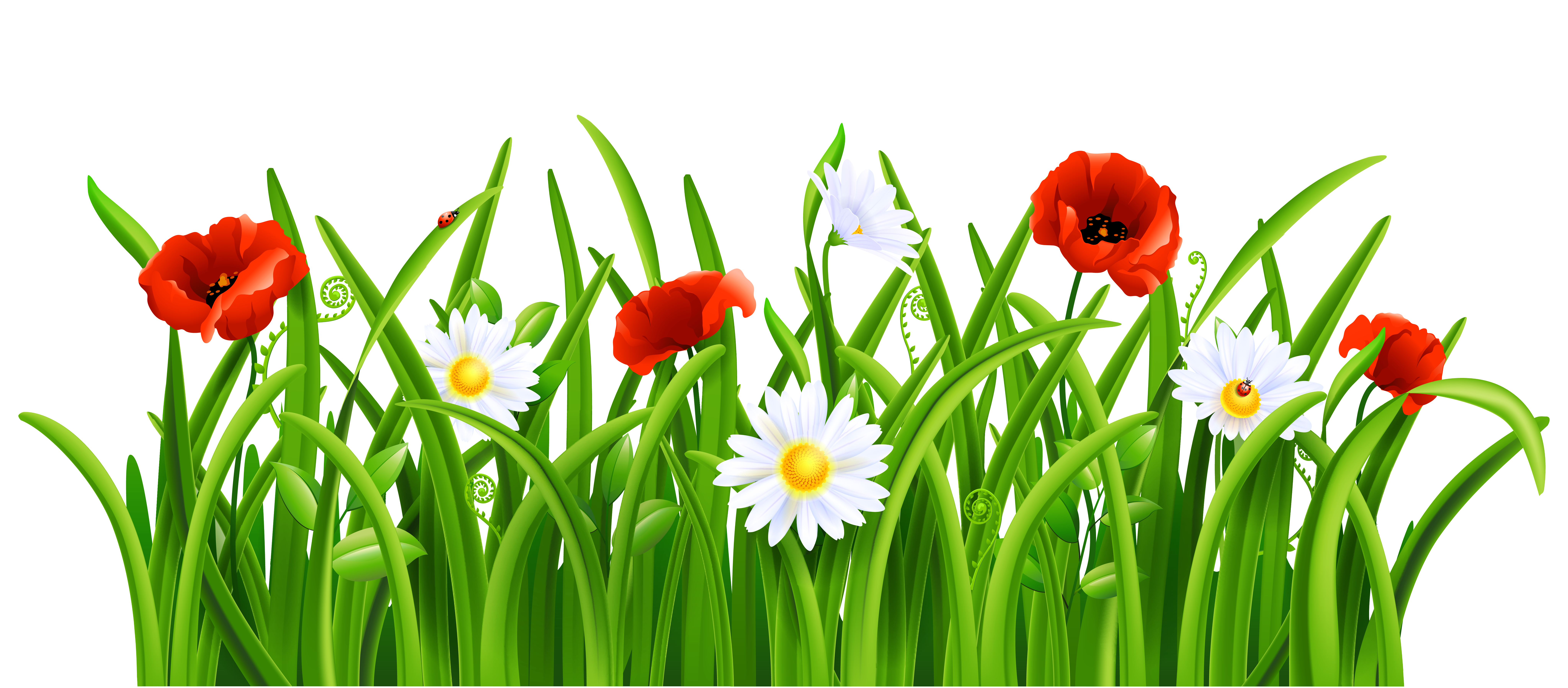 Poppies and Daisies with Grass PNG Clipart Picture | Gallery