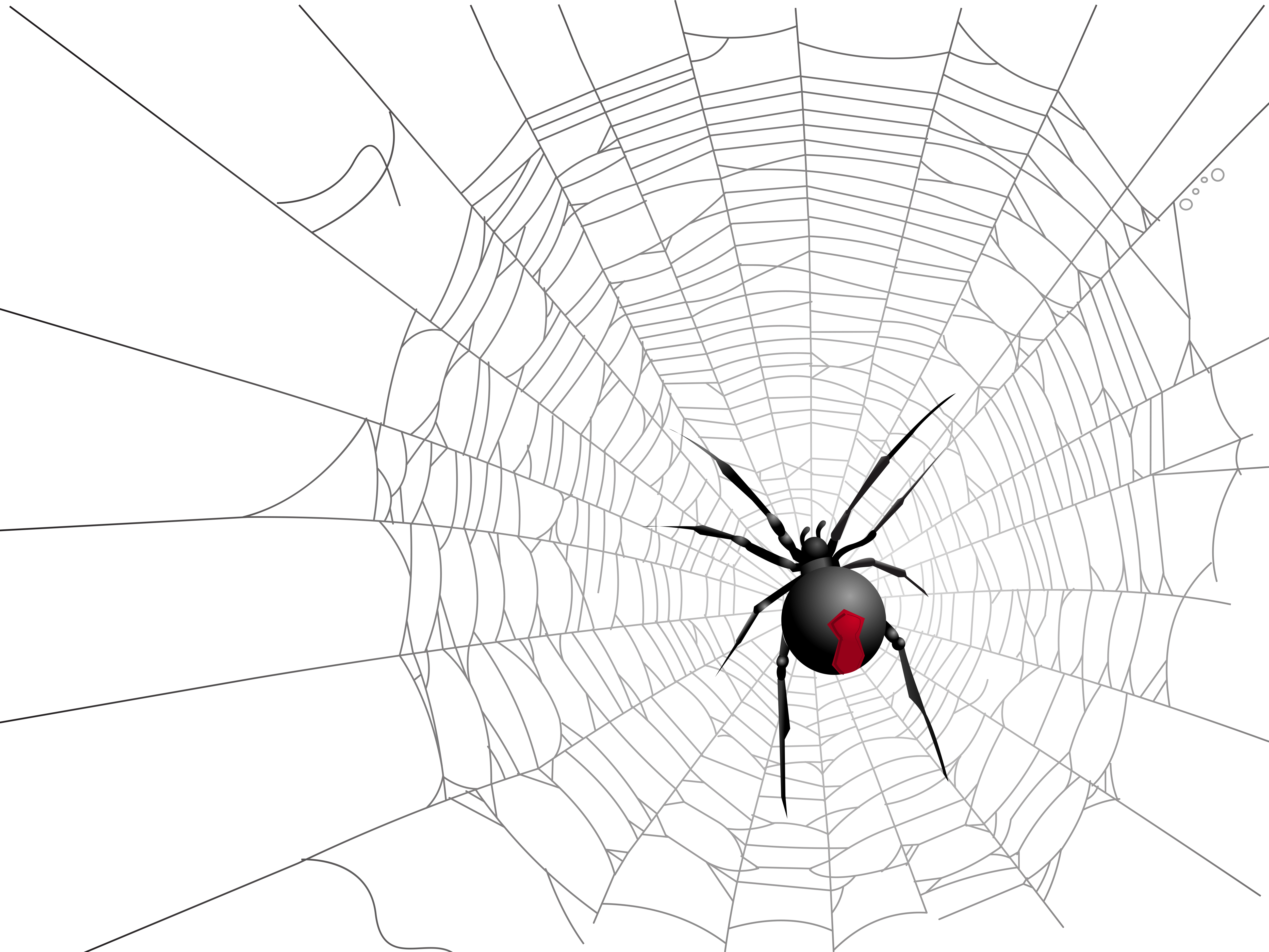 halloween transparent net and spider picture gallery christmas 2019 frame