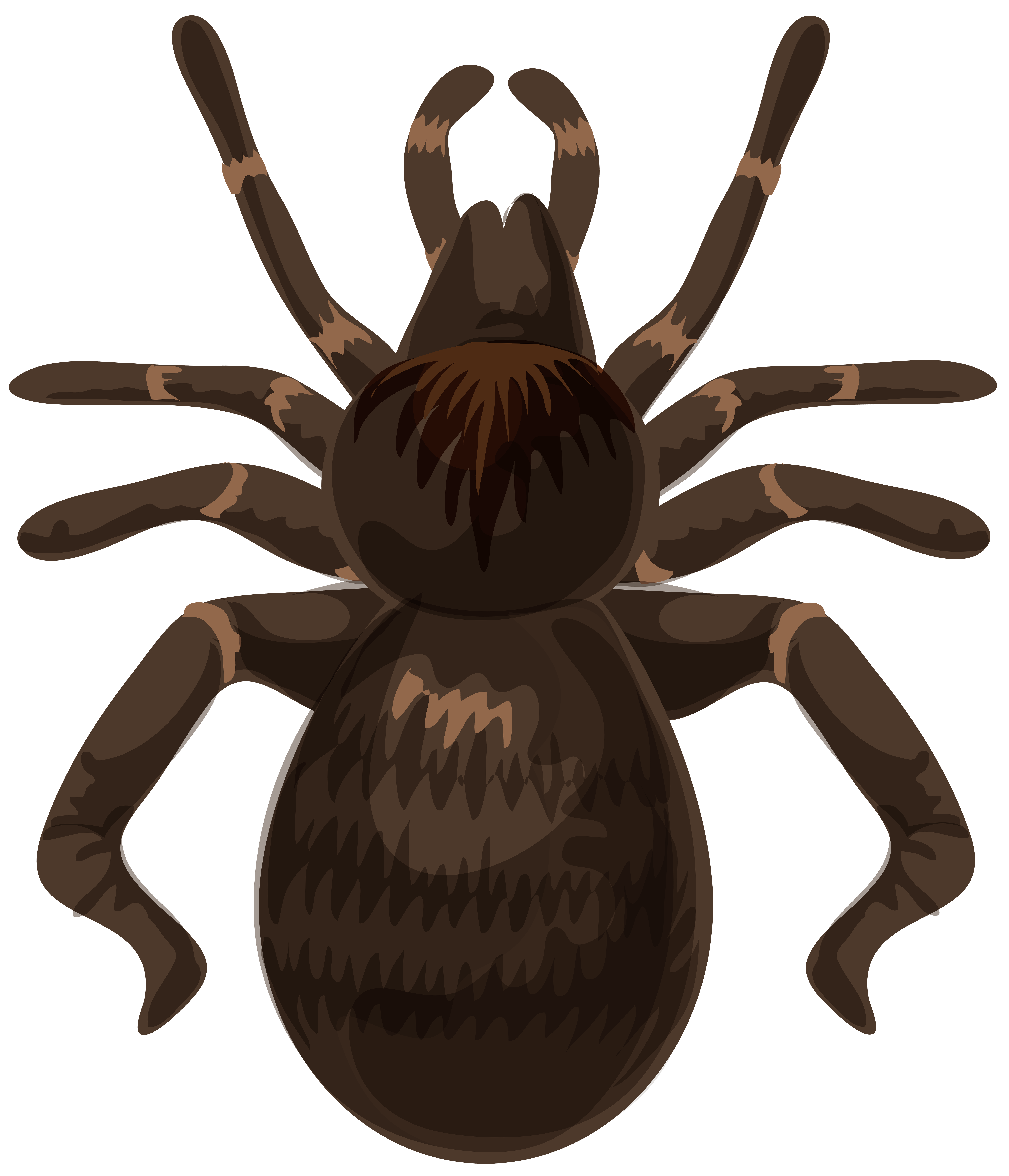 clipart spider