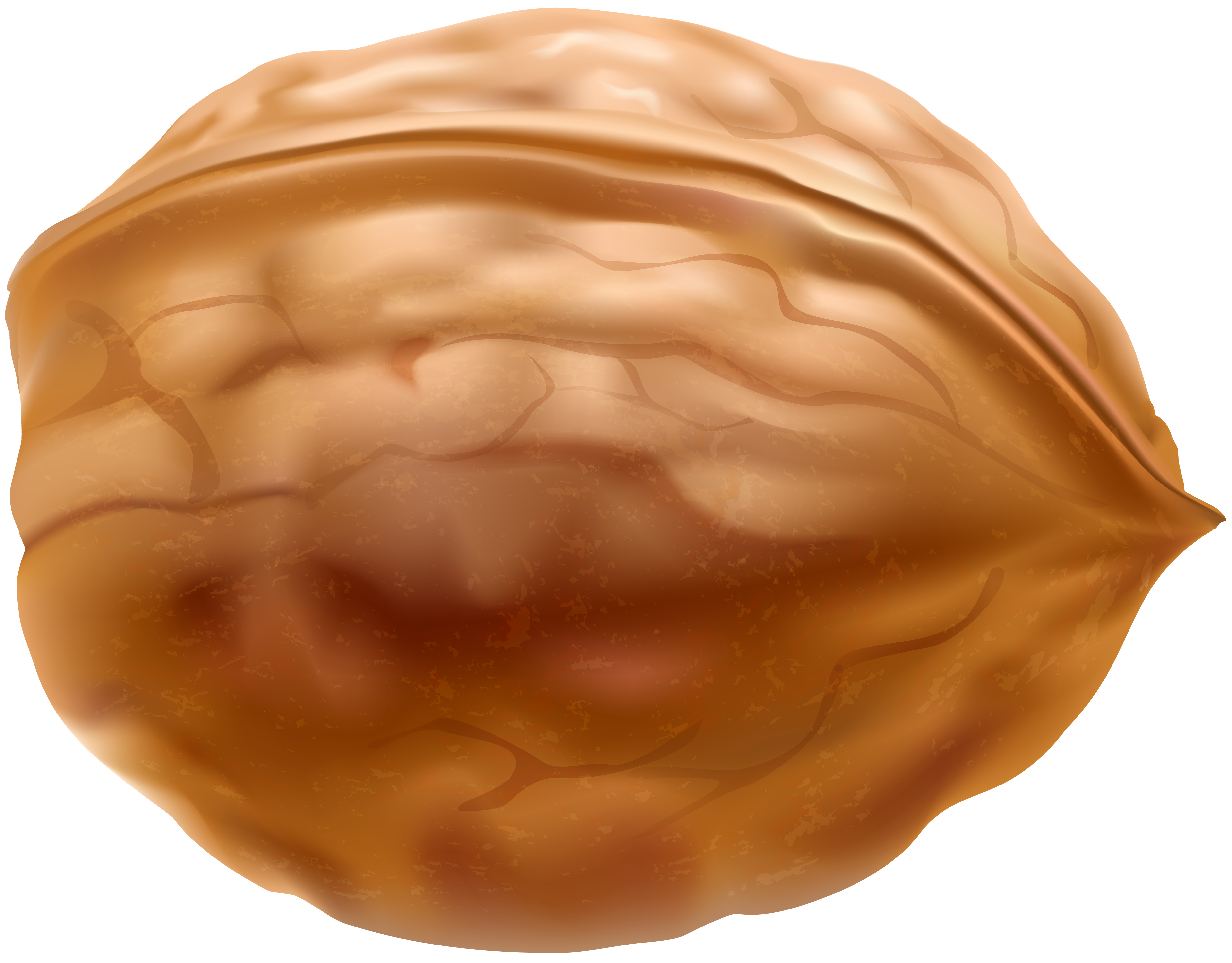 walnut png clip art