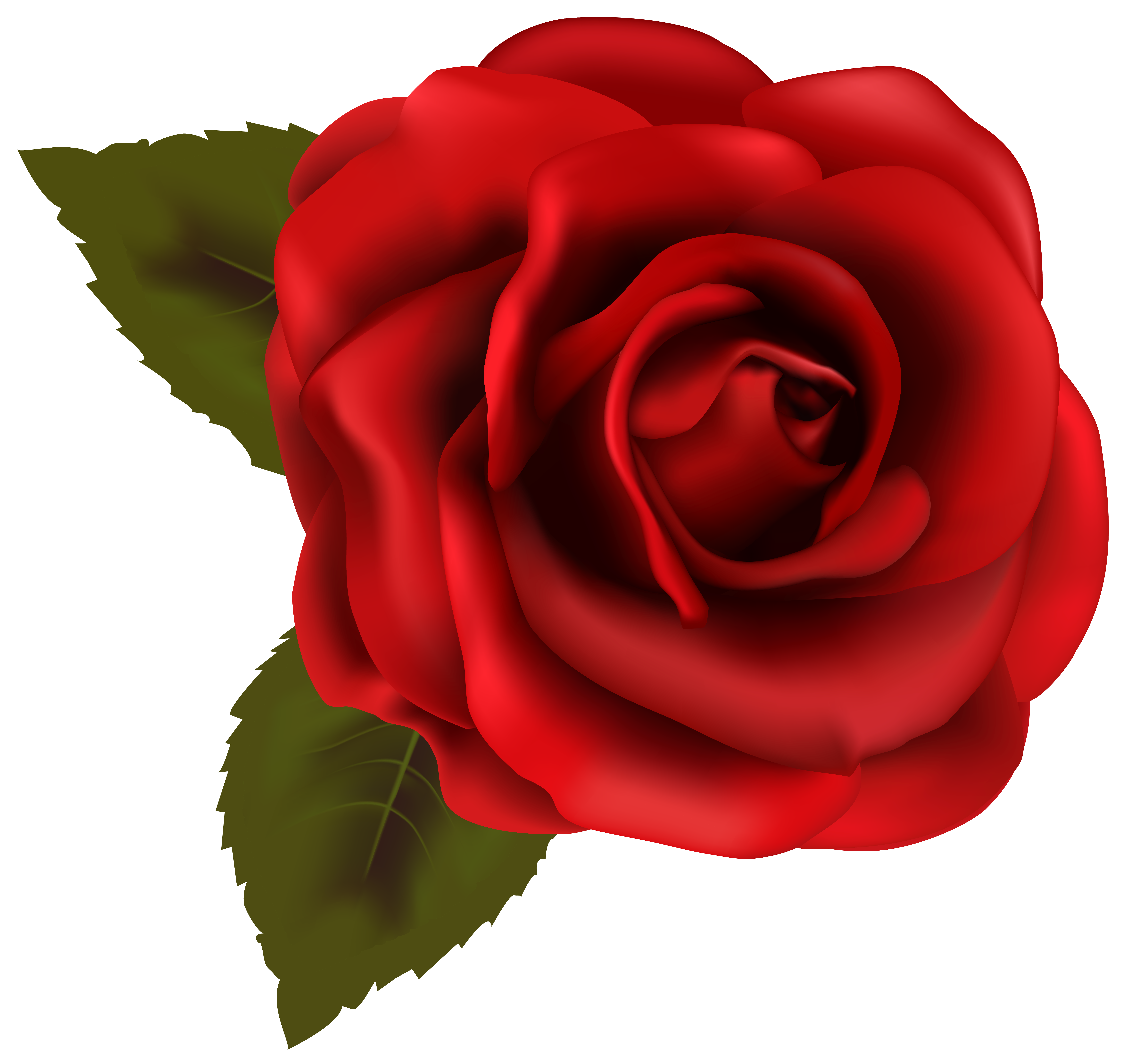 Beautiful Red Rose Transparent PNG Clip Art Image | Gallery