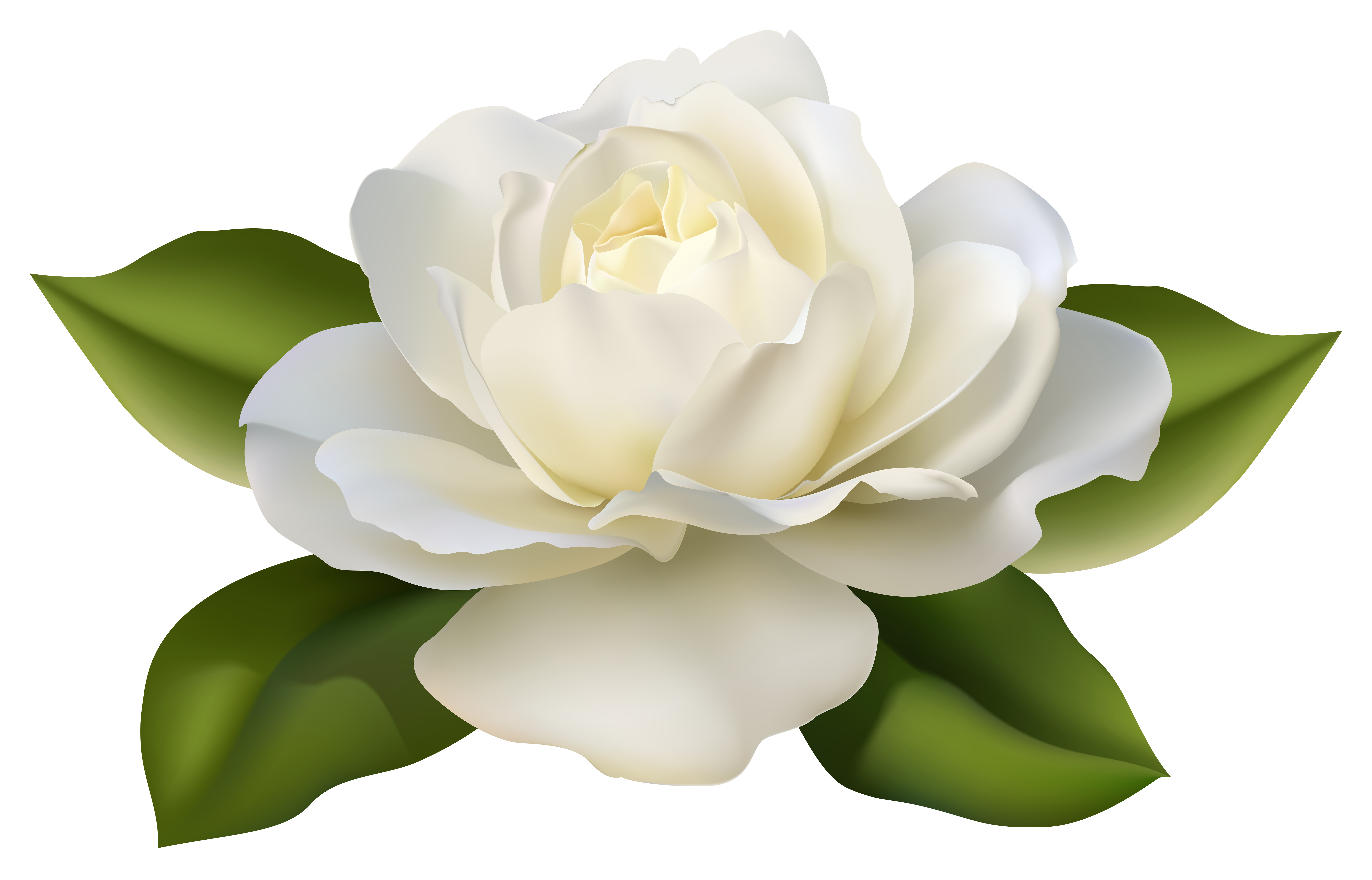 Beautiful White Rose With Leaves Png Image Gallery Yopriceville