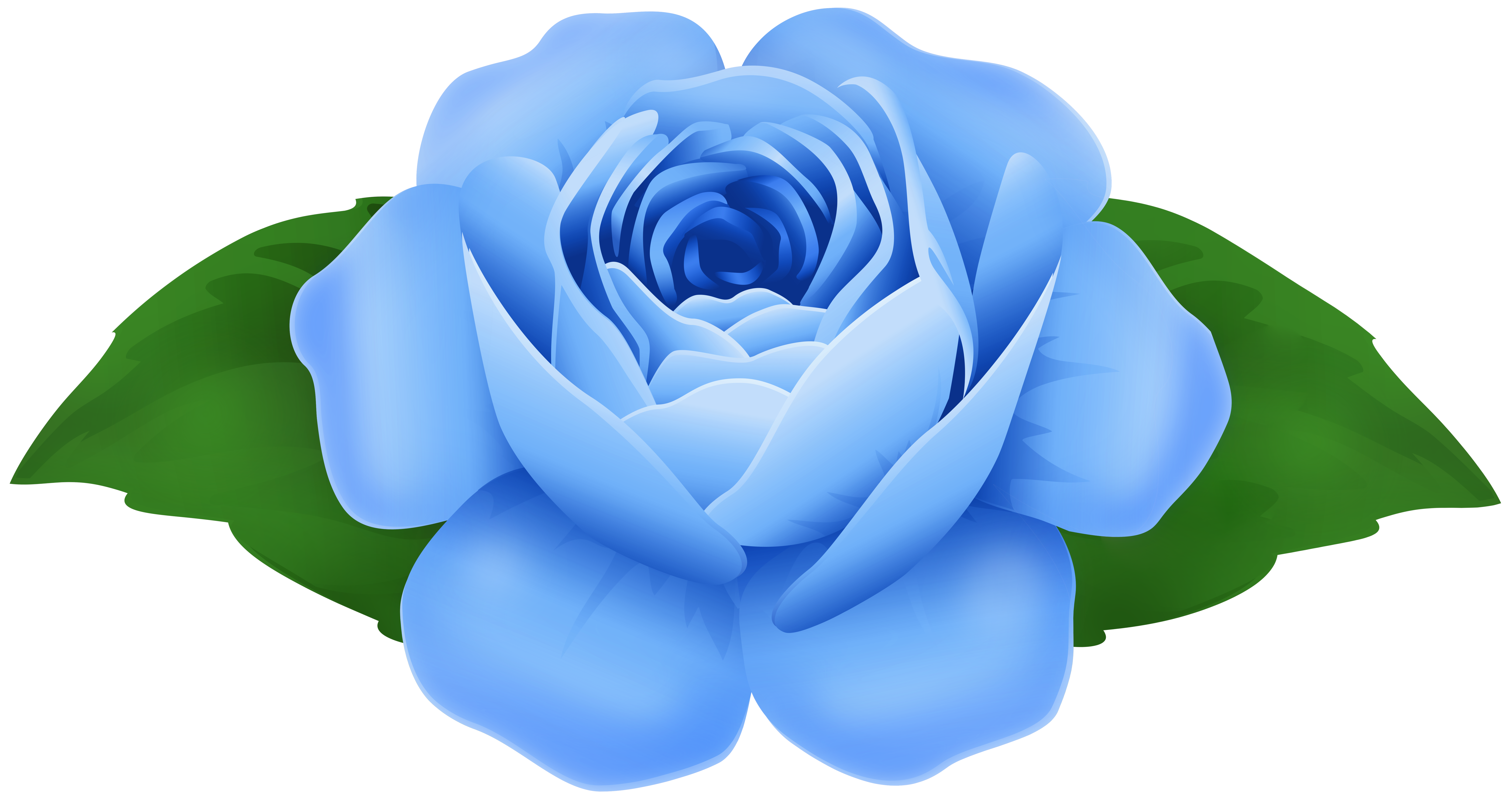 blue rose clip art