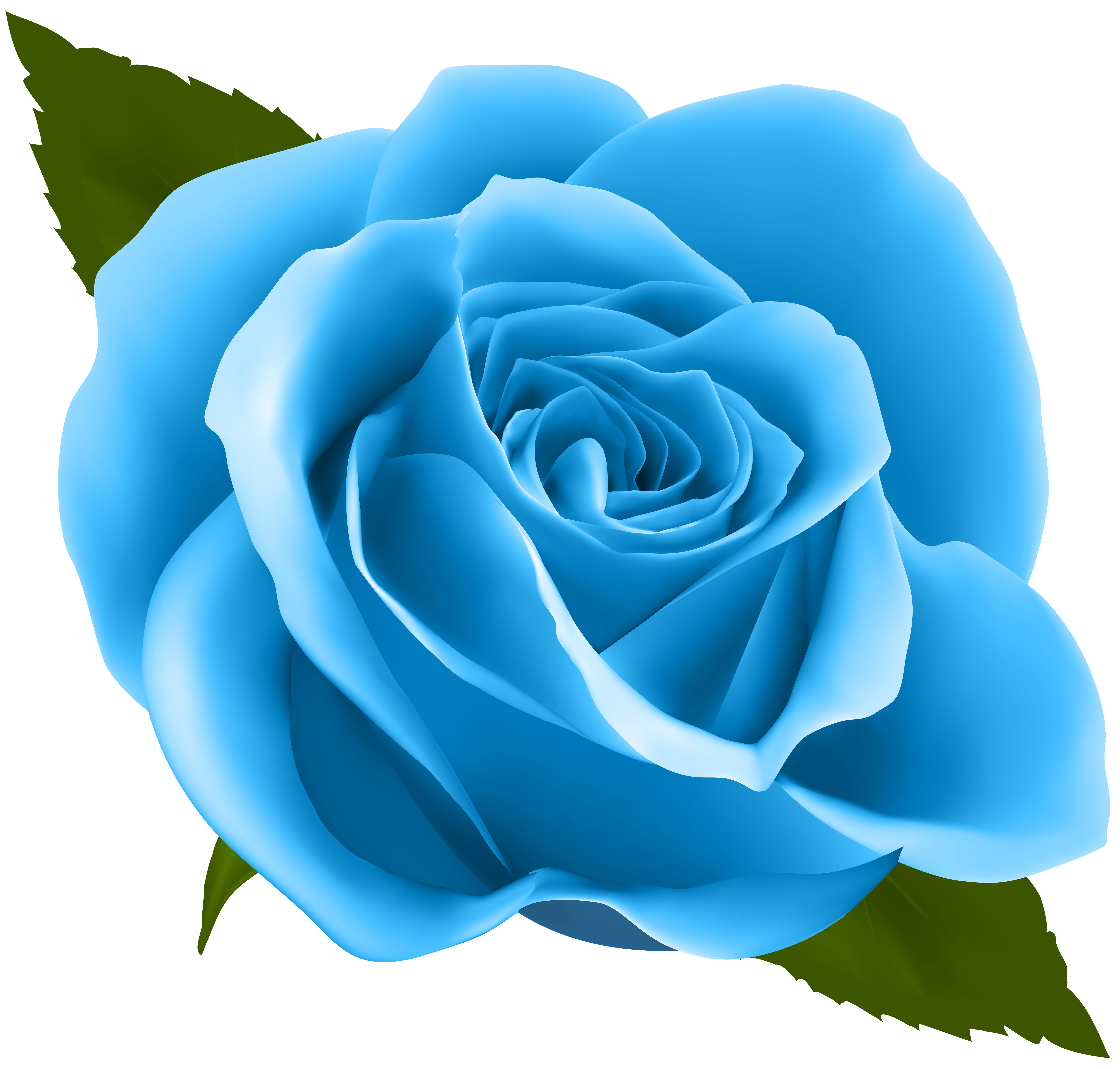 blue rose png clip